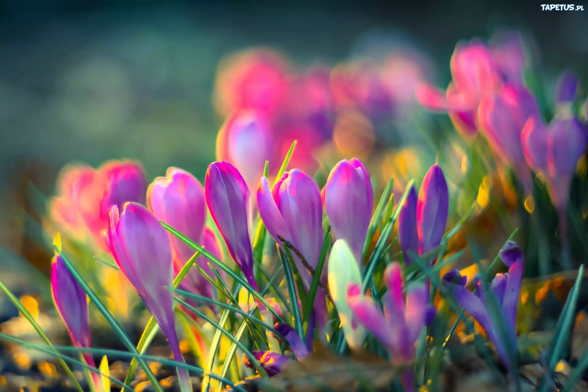 Wiosna, Krokusy, Światło, Bokeh