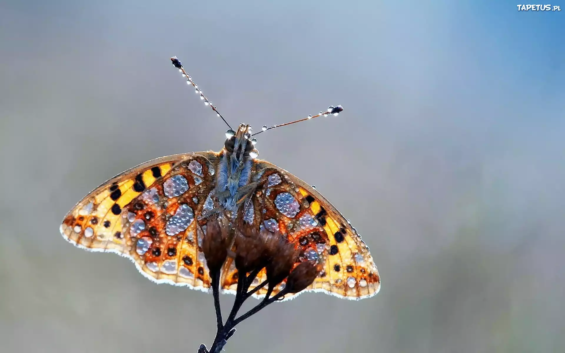 Motyl, Kropelki, Wody