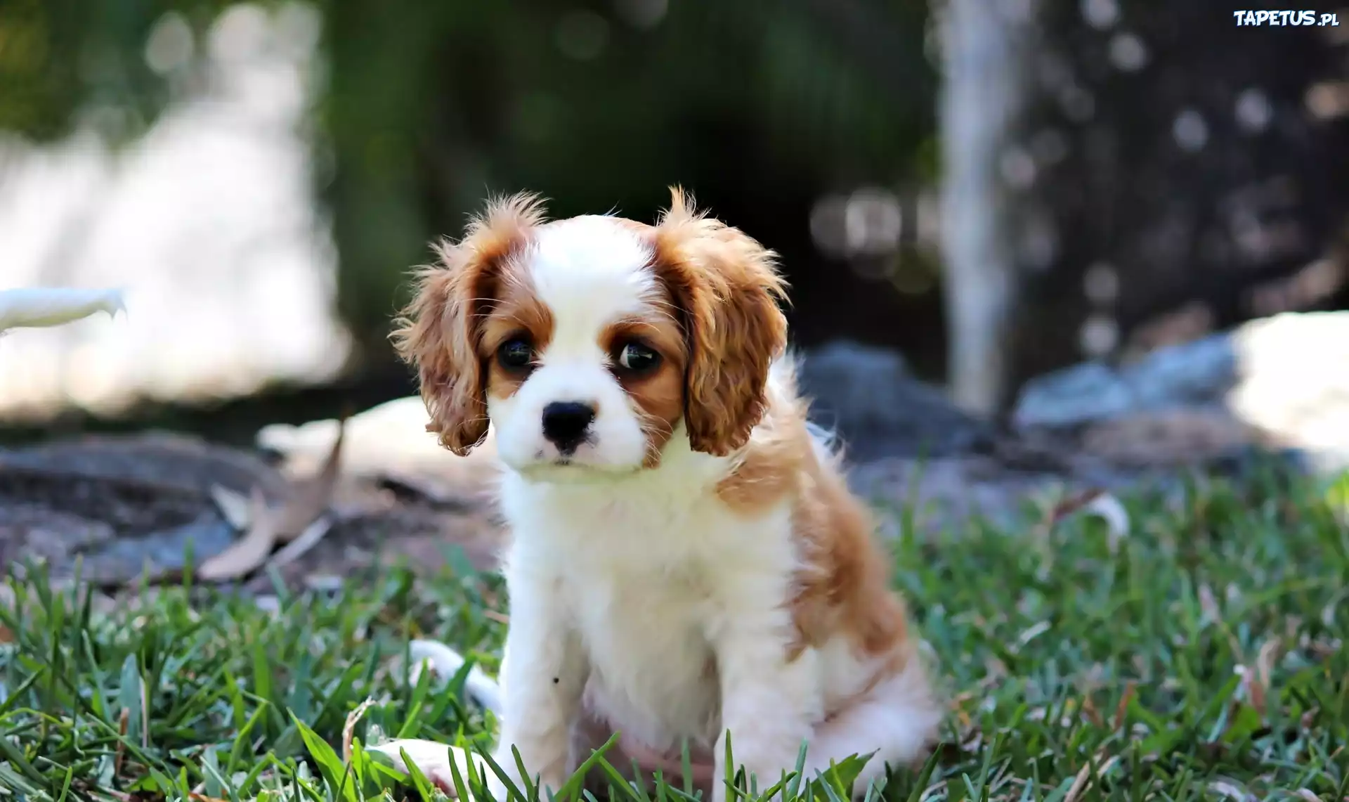 Mały, Piesek, Szczeniak, Cavalier King Charles spaniel