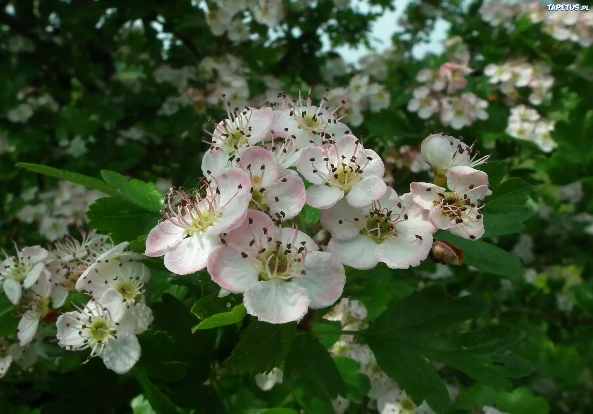 Przyroda, Rośliny, Krzewy, Aronia