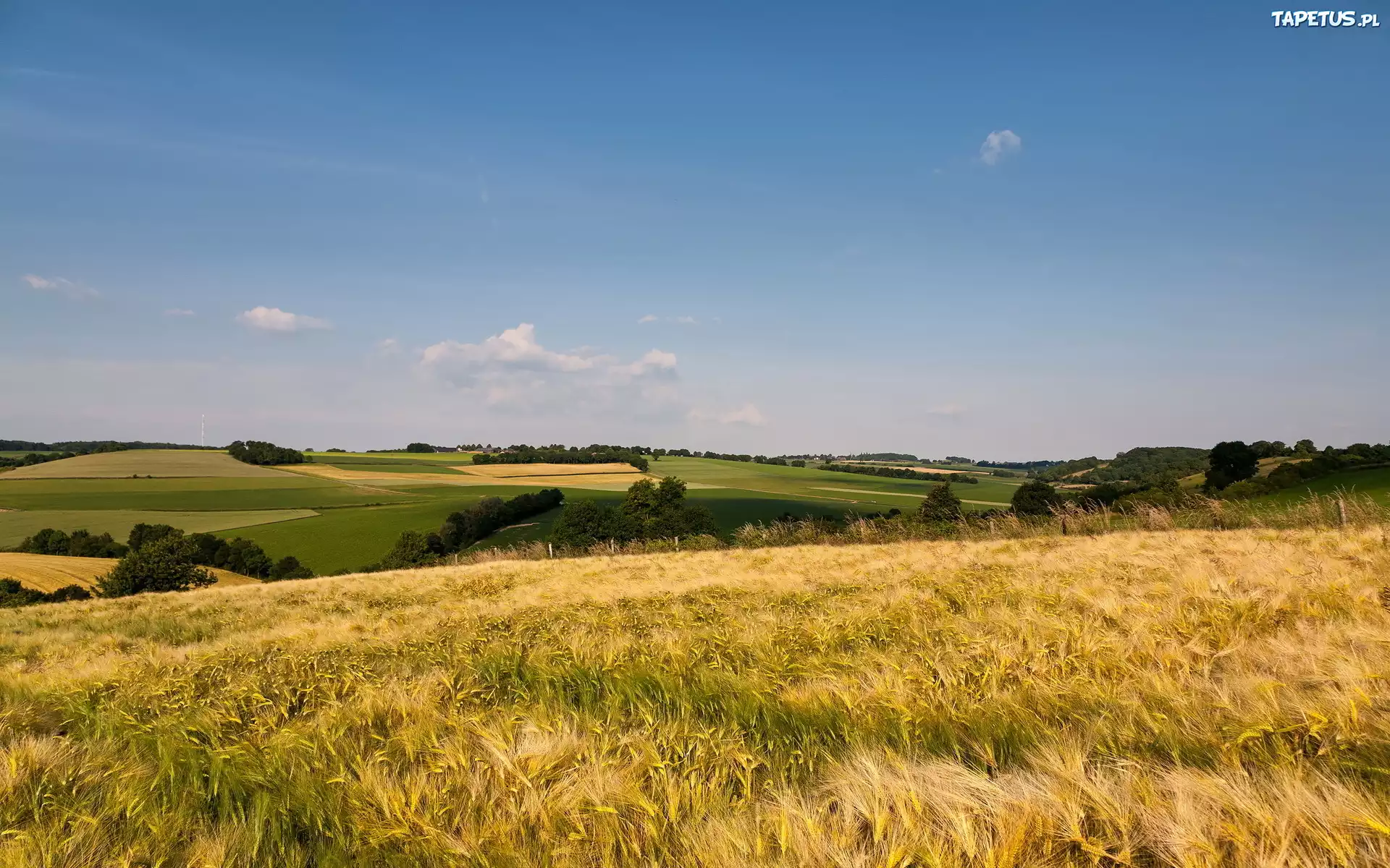 Pola, Łąki, Zboże