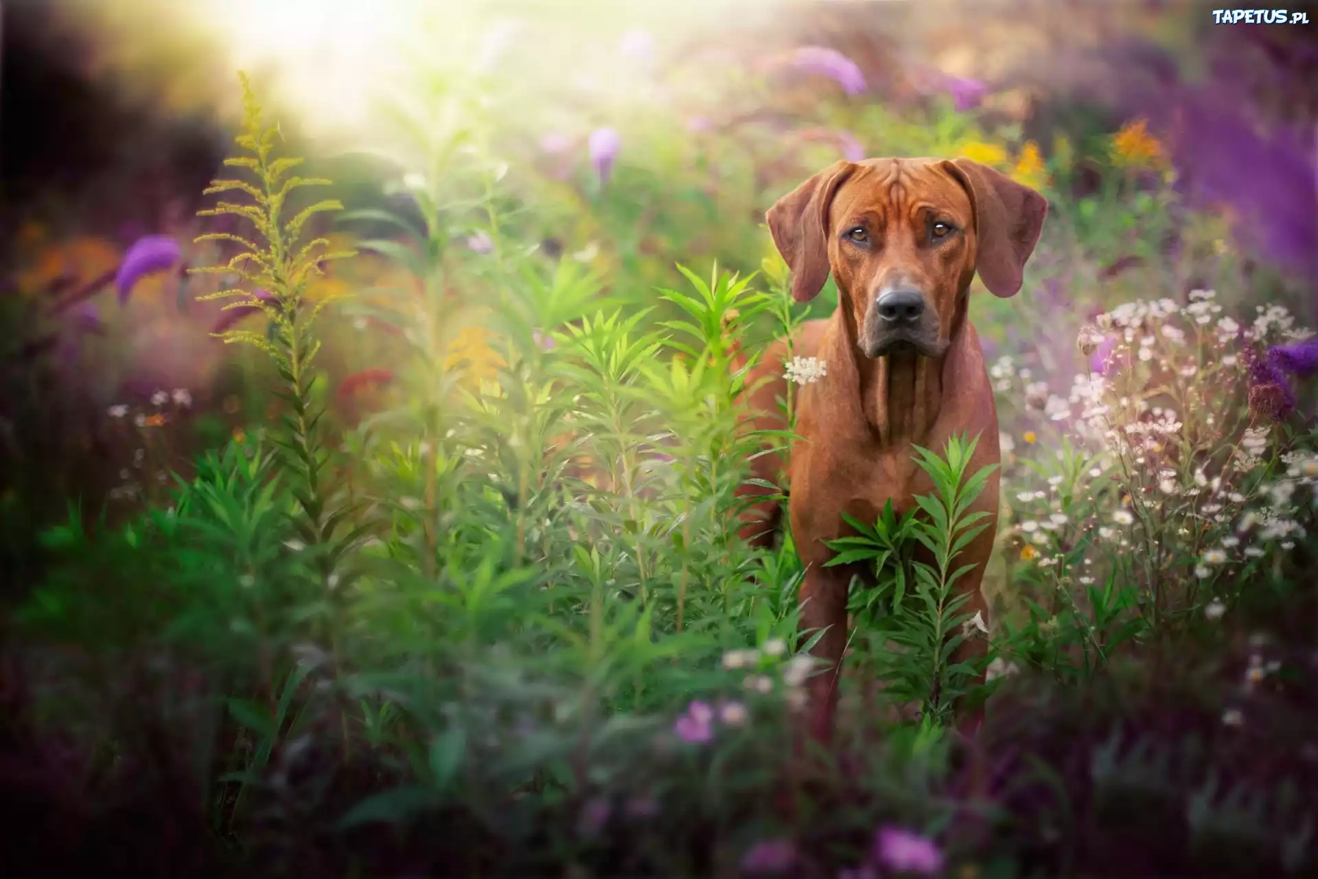 Pies, Rhodesian ridgeback, Rośliny, Łąka