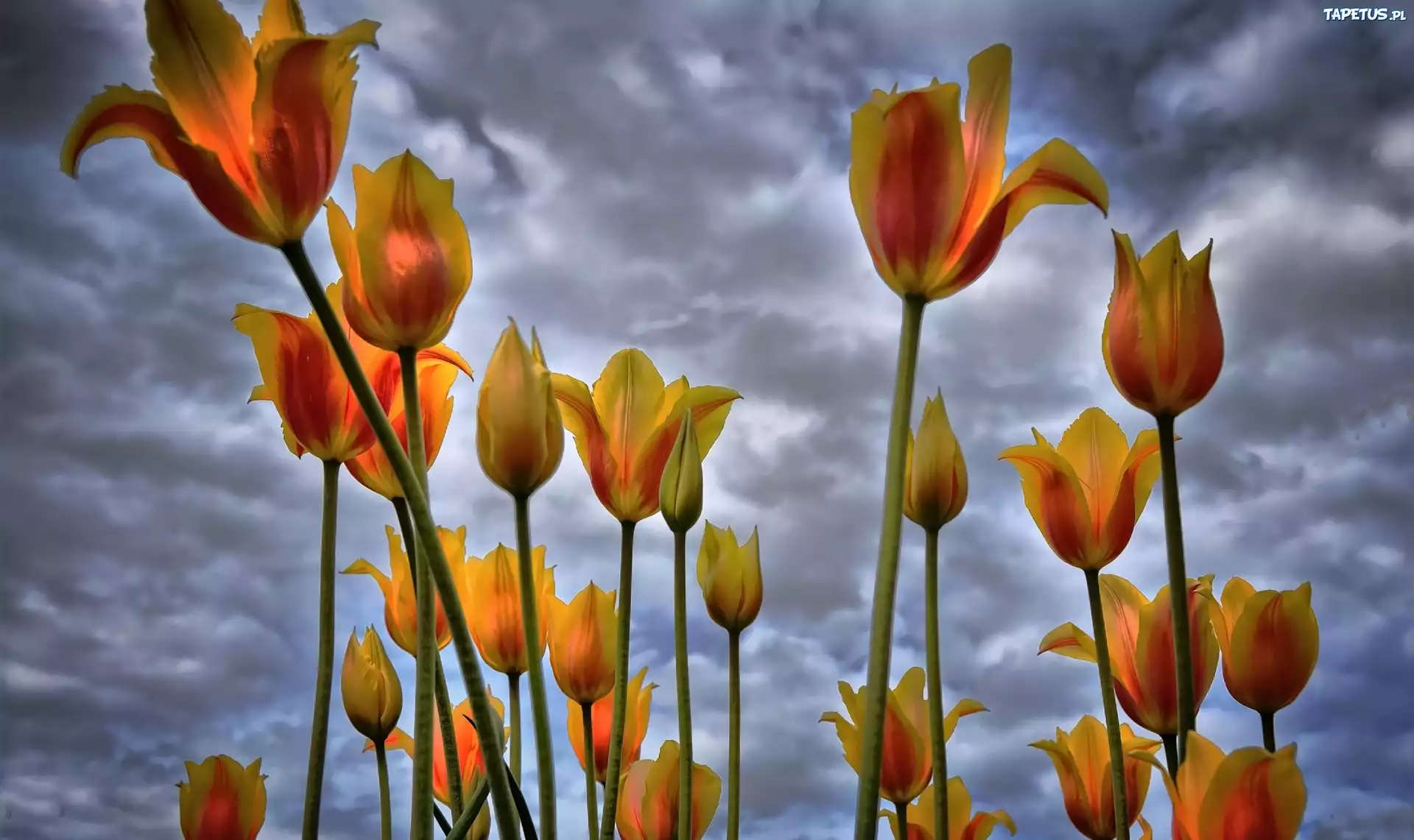 Tulipany, Niebo, Chmury