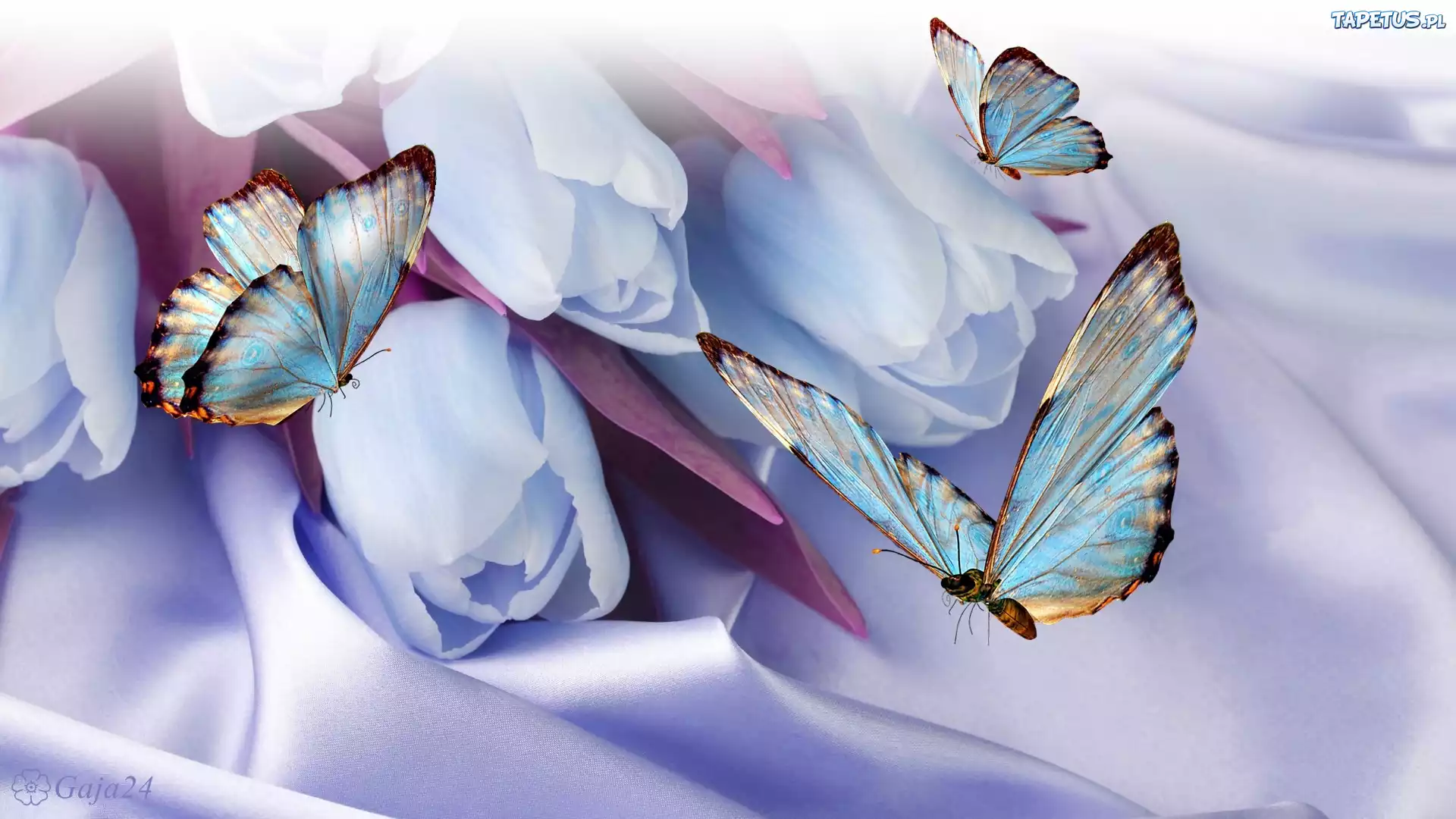 Tulipany, Niebieskie motyle, 3D, Wektorowa