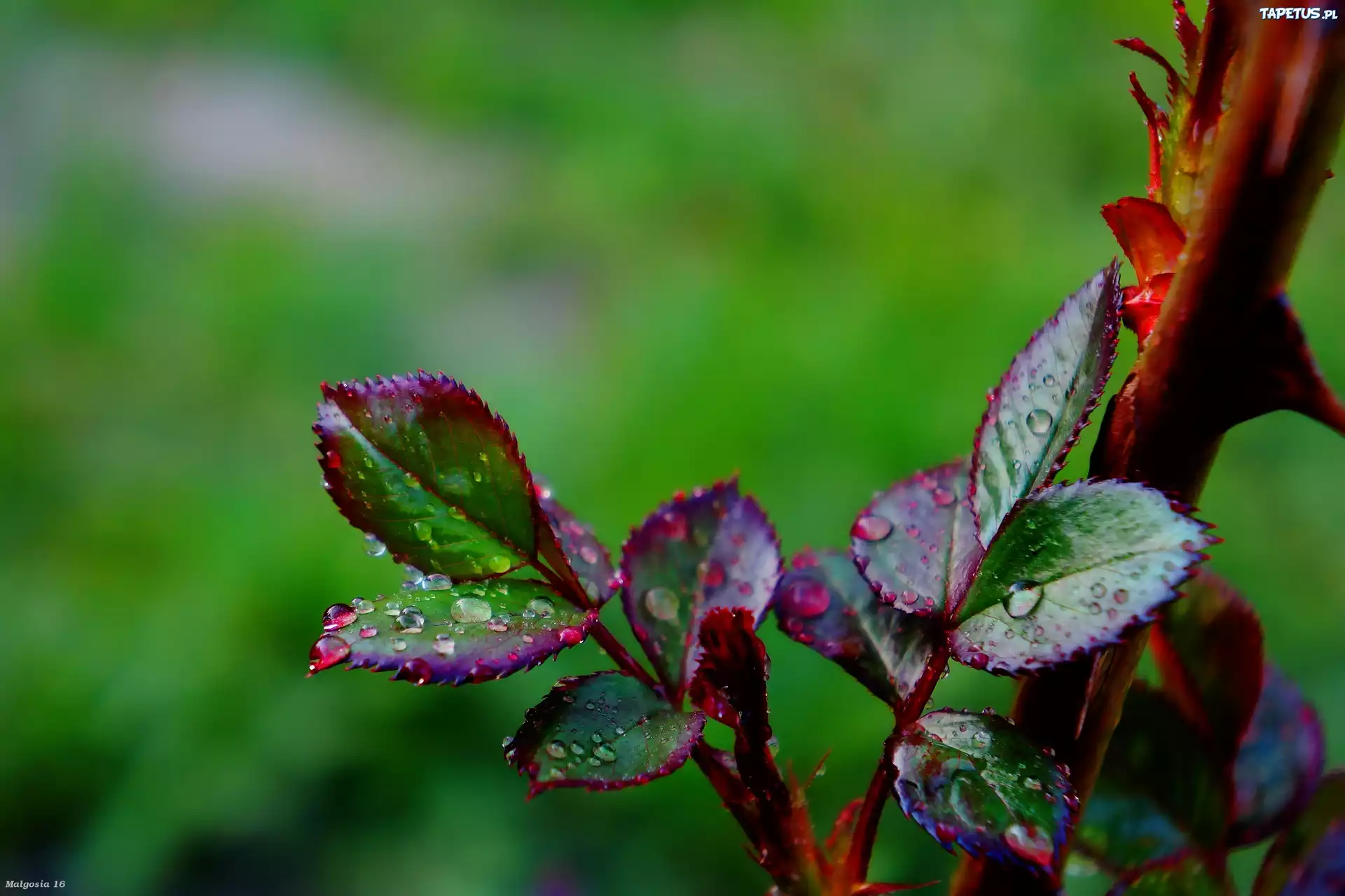 Młode, Listki, Krople, Rosa