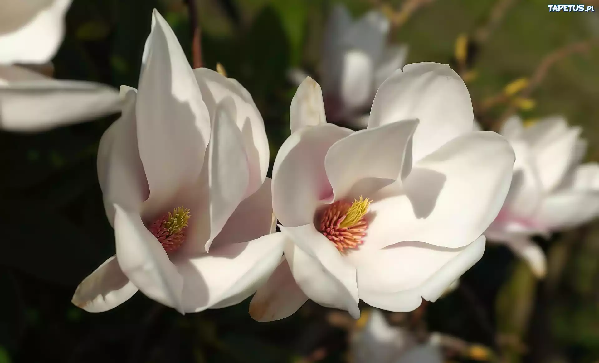 Białe, Kwiaty, Magnolia