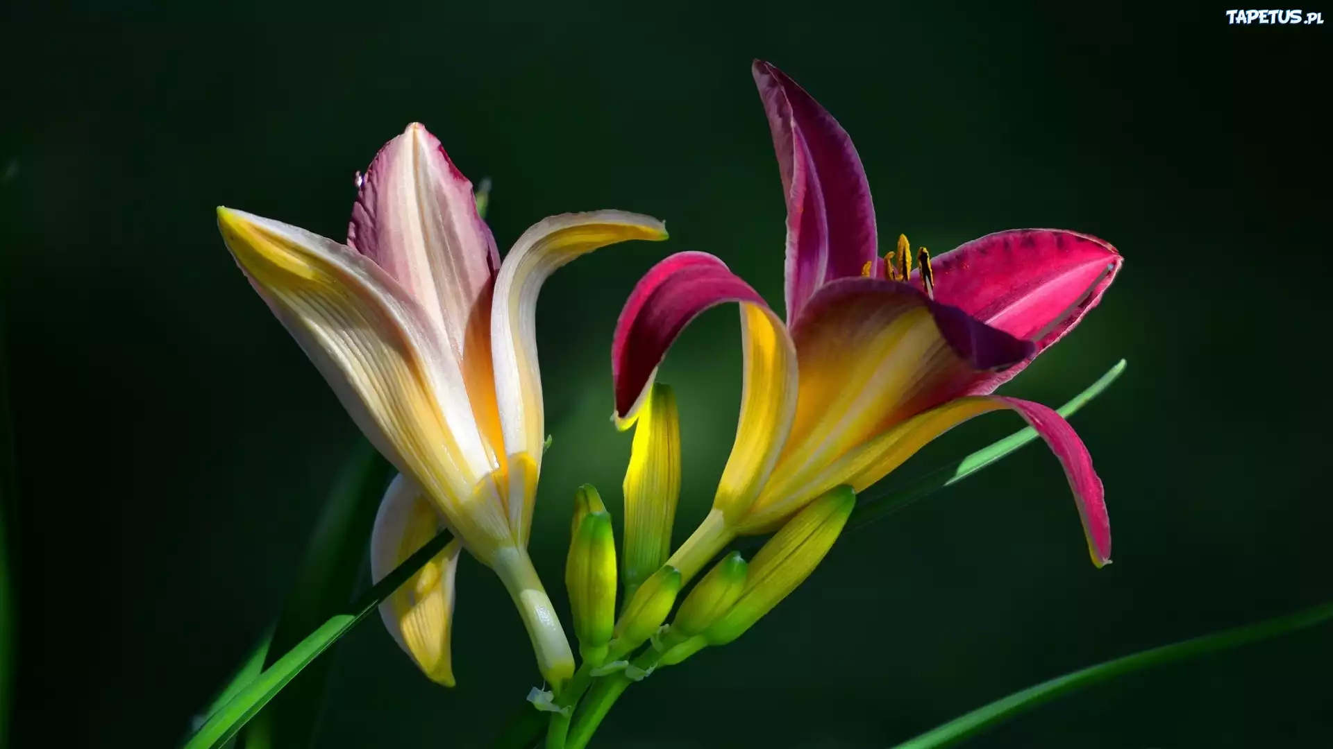 Kwiaty, Liliowce