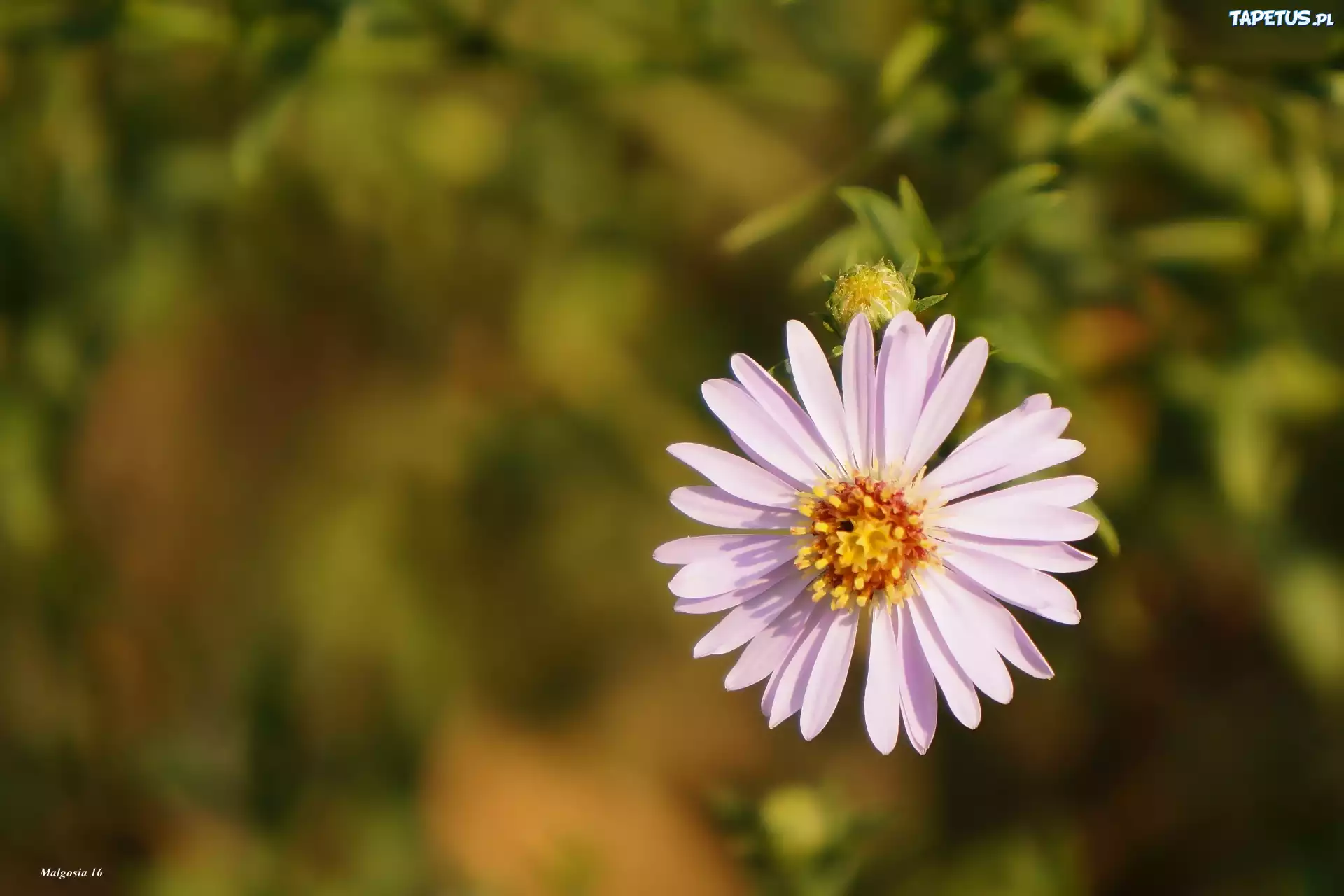 Aster