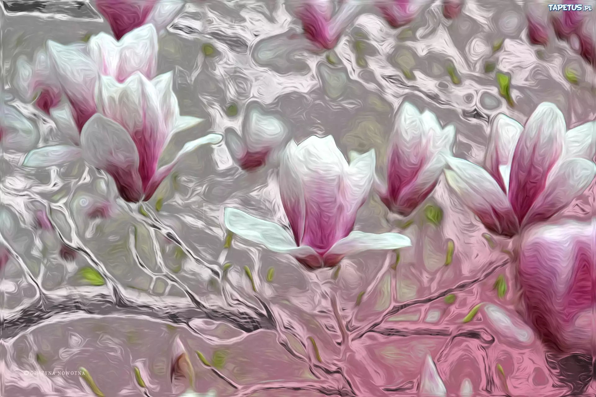 Magnolie, Kwiaty, Krzew, Grafika