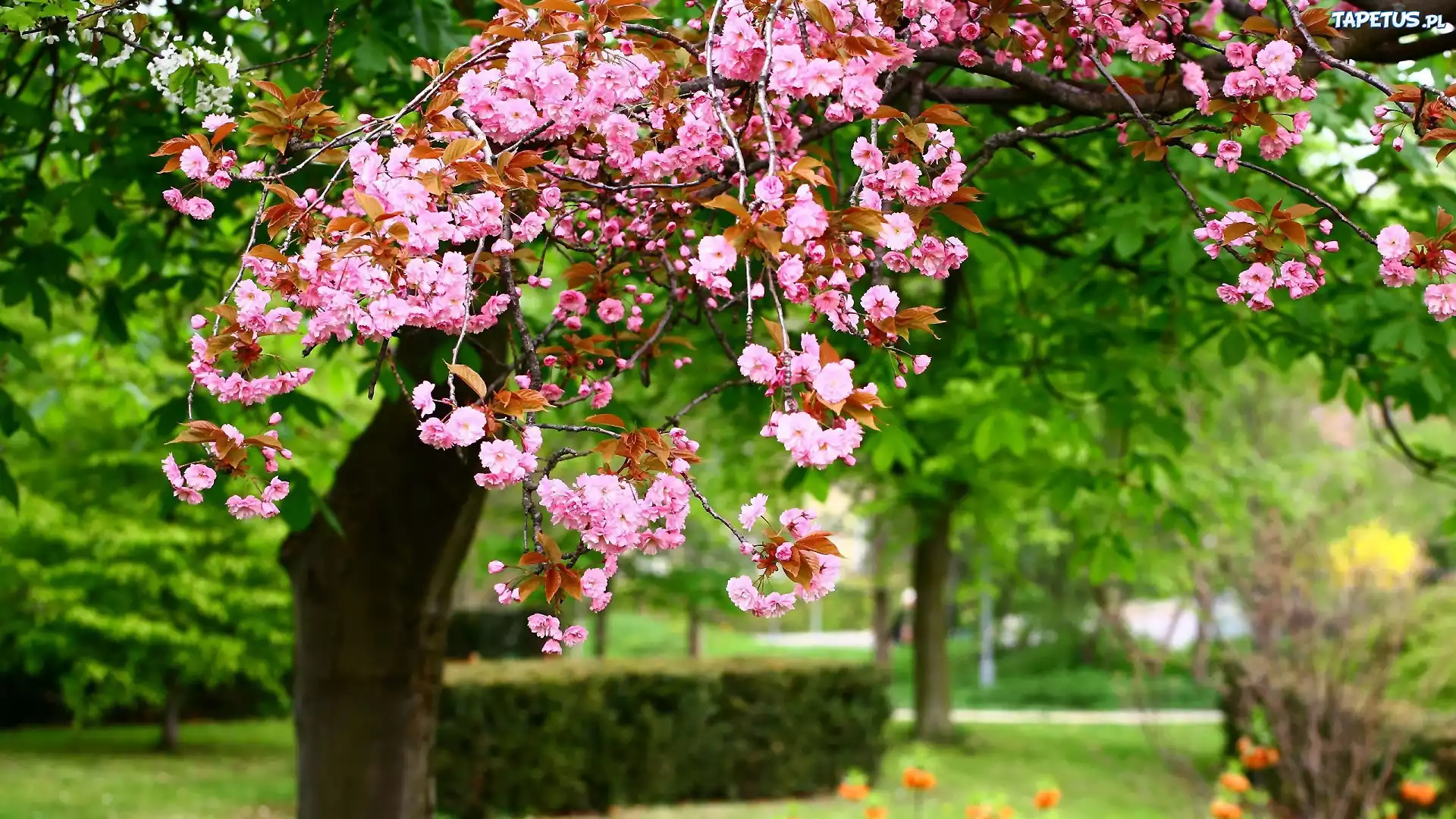 Park, Drzewo, Migdałowiec