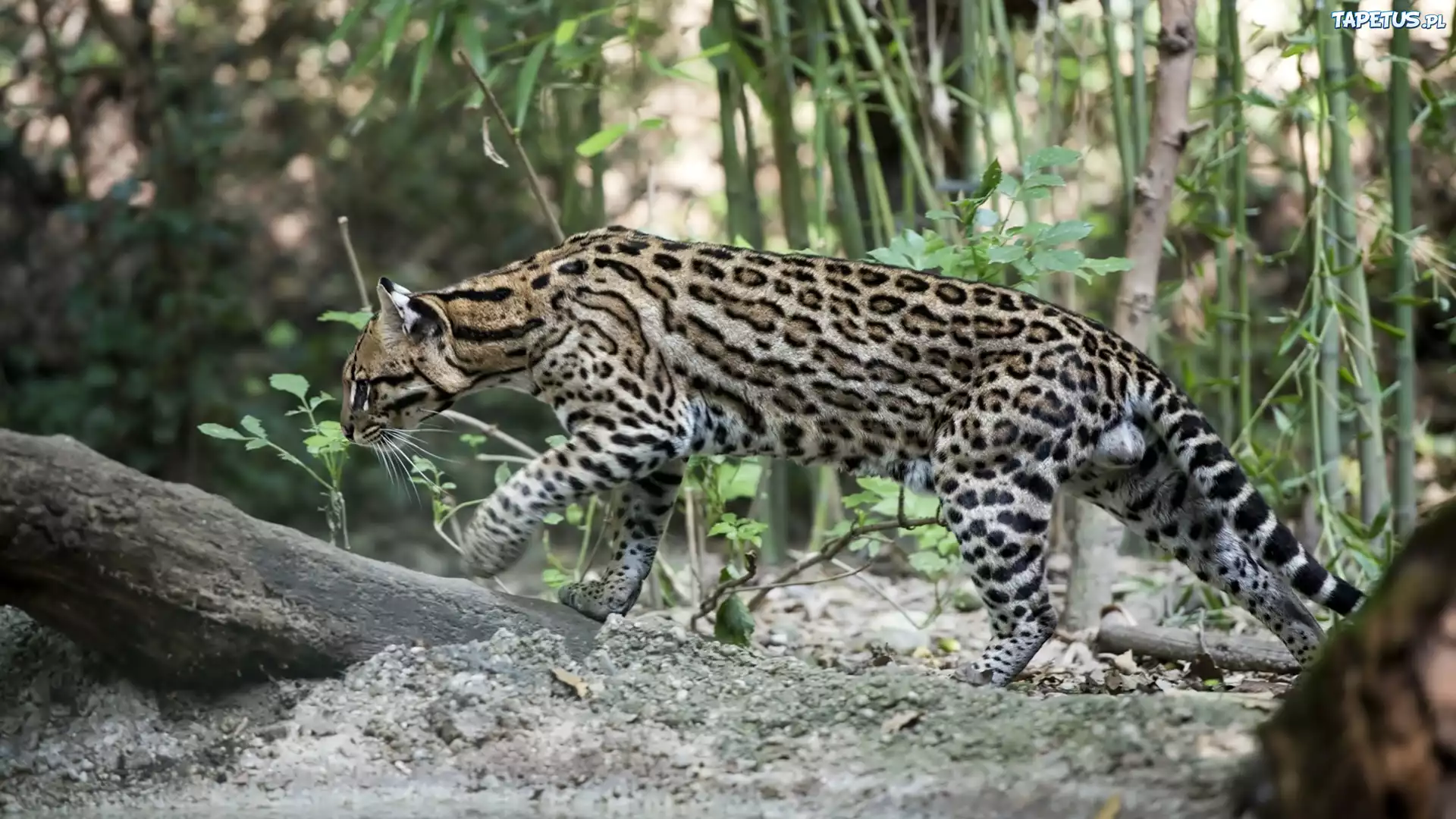 Las, Pień, Drzewa, Ocelot