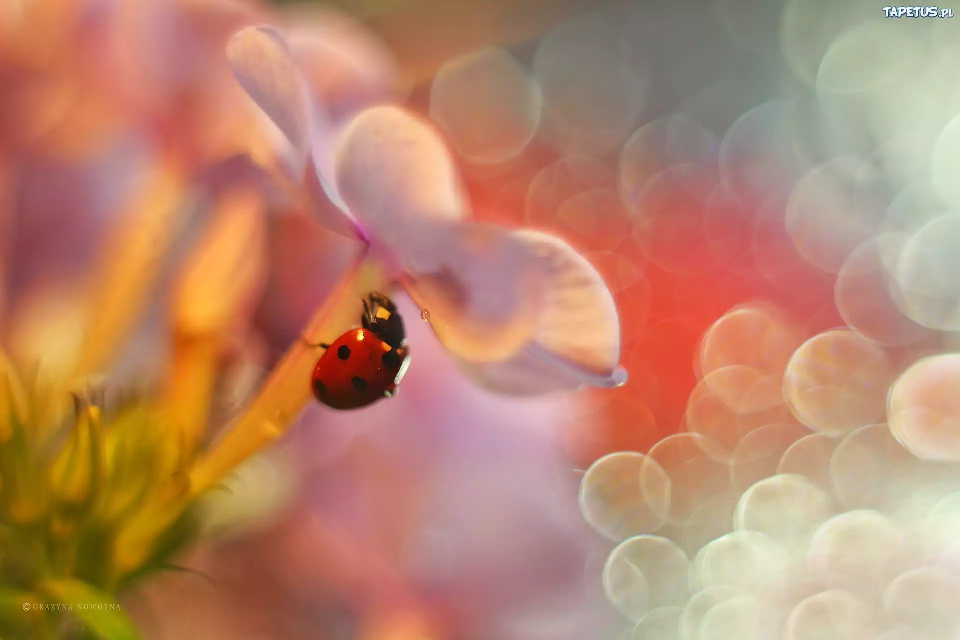 Biedronka, Owad, Czerwony, Floks, Bokeh