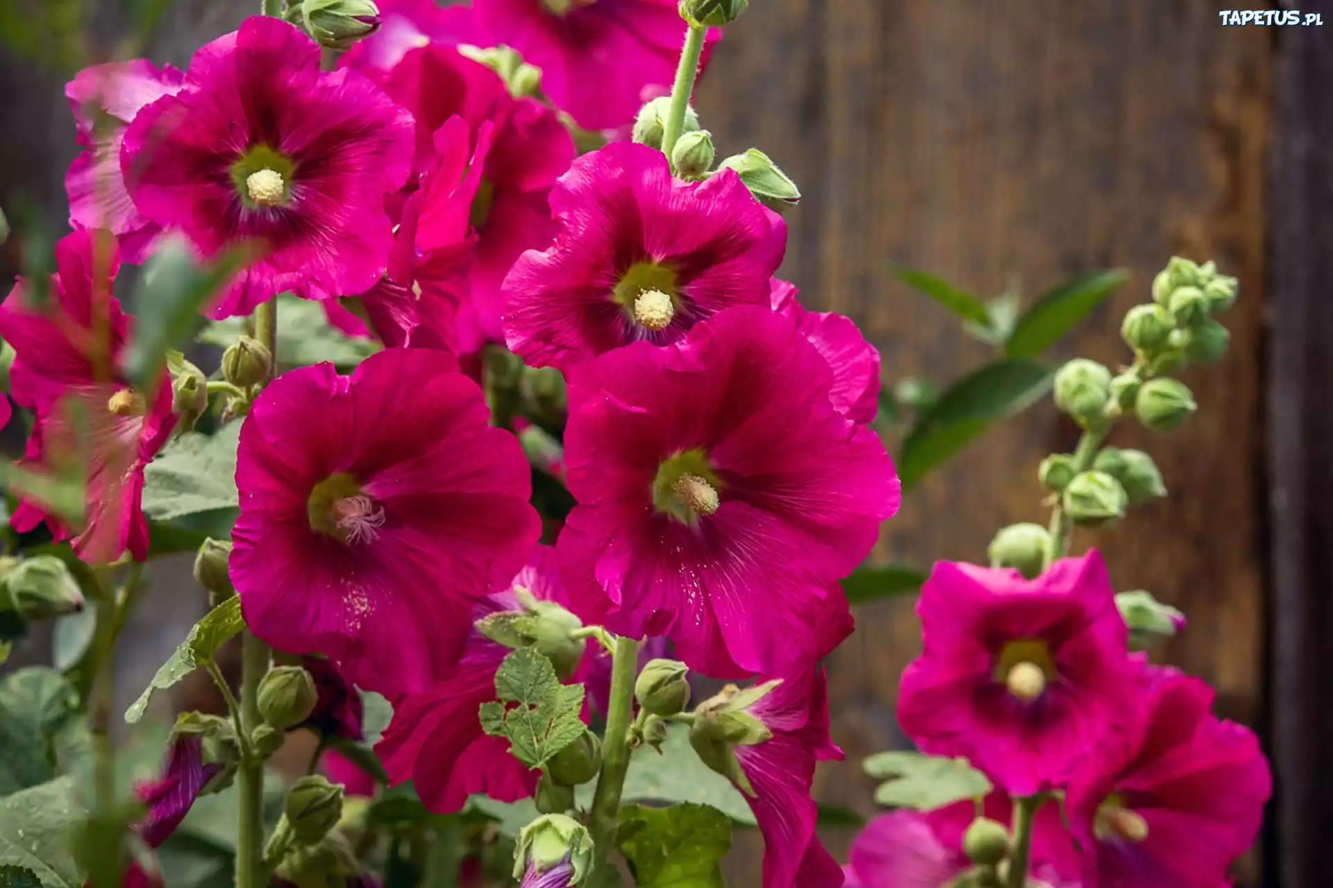 Purpurowe, Malwy