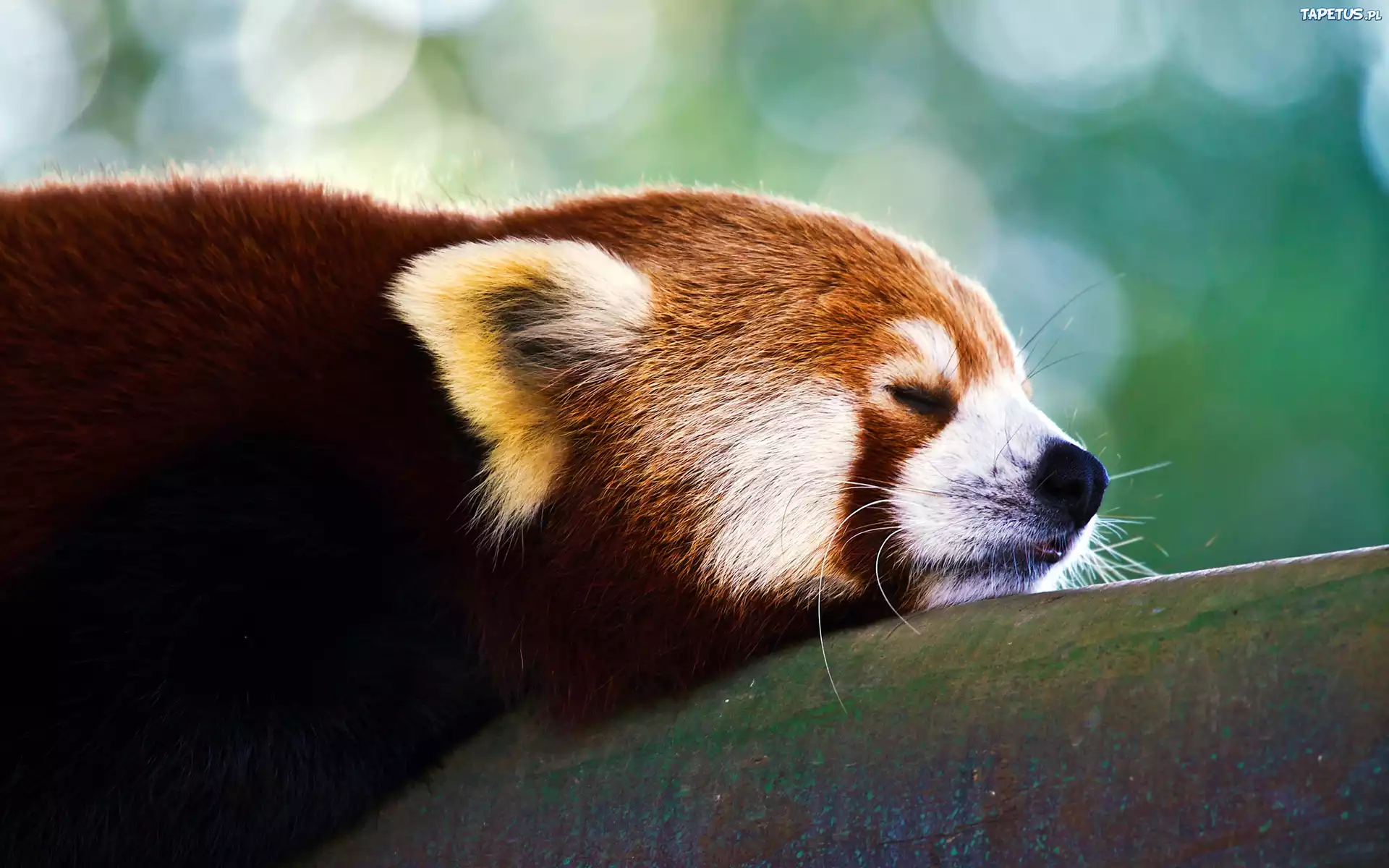 Śpiąca, Panda