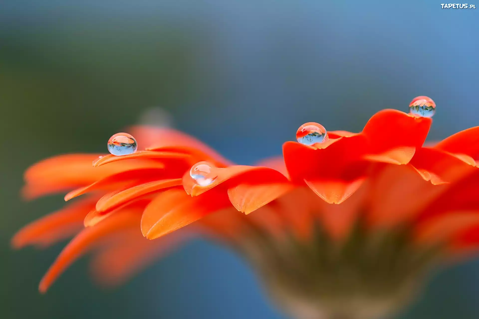 Gerbera, Krople, Wody, Makro