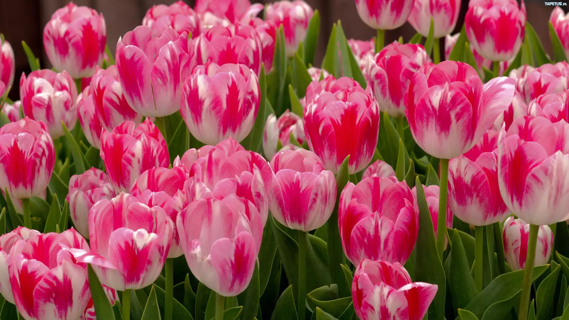 Biało, Różowe, Tulipany, Ogród