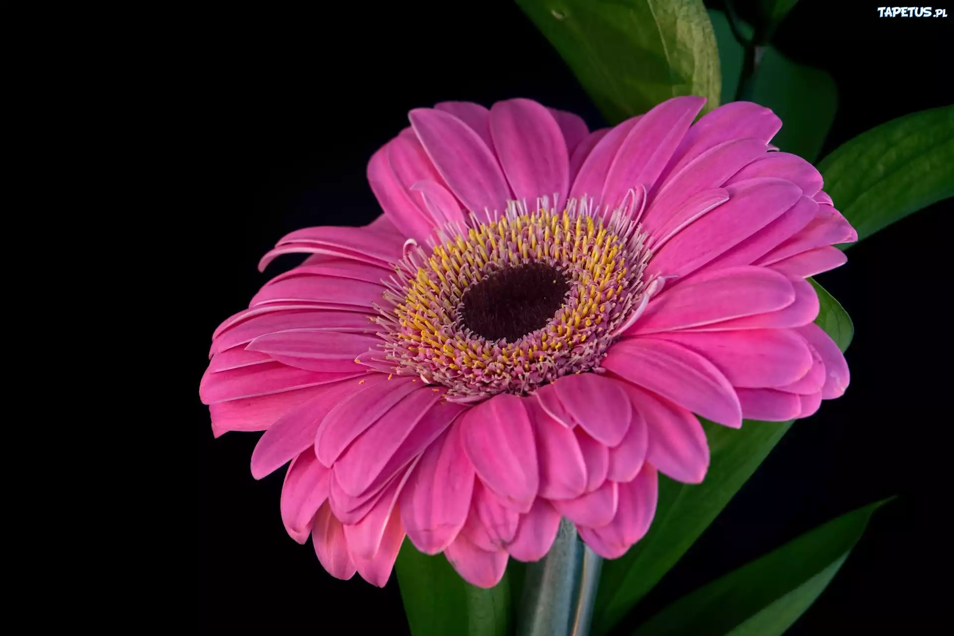 Różowa, Gerbera