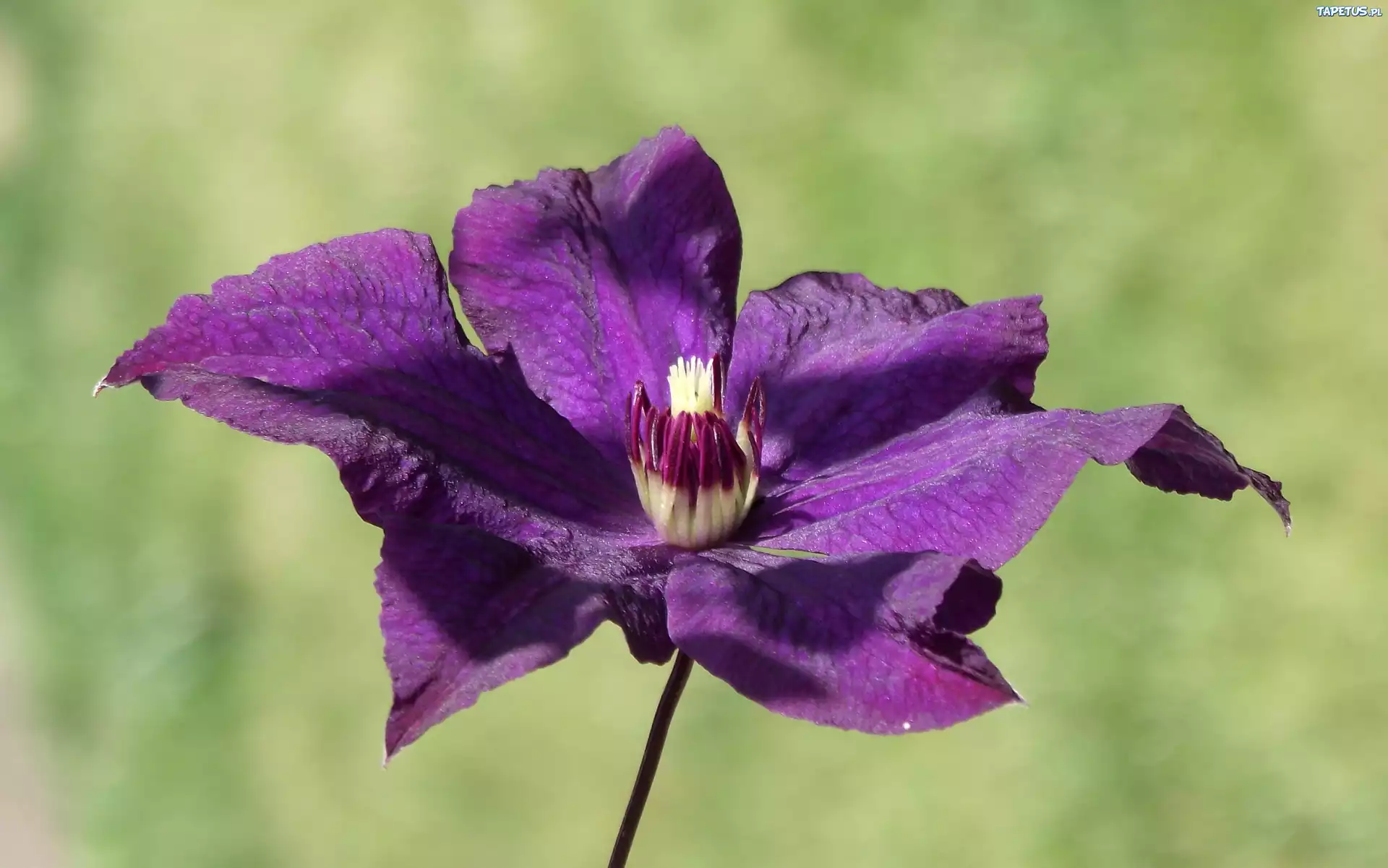 Kwiat, Clematis