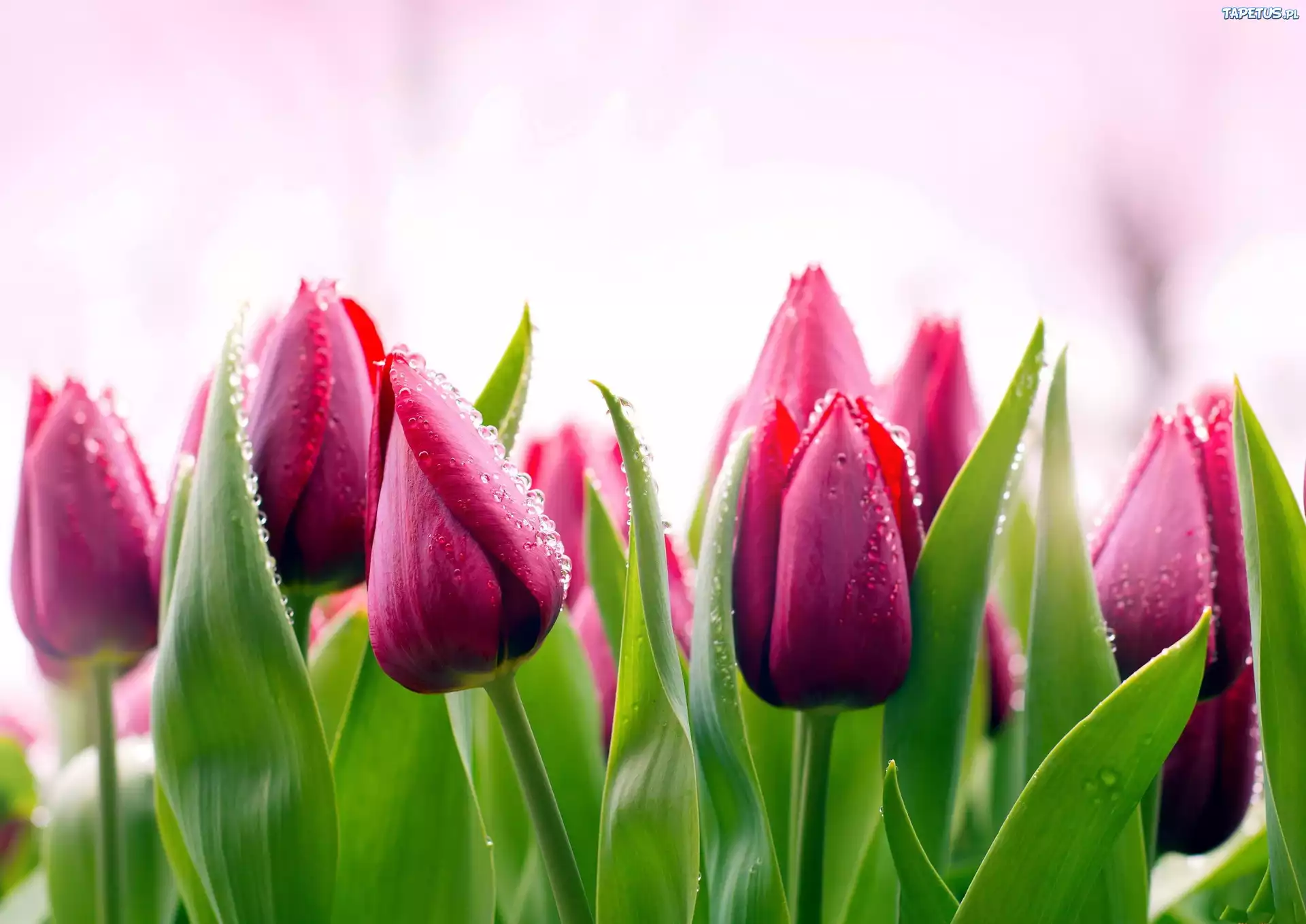 Tulipany