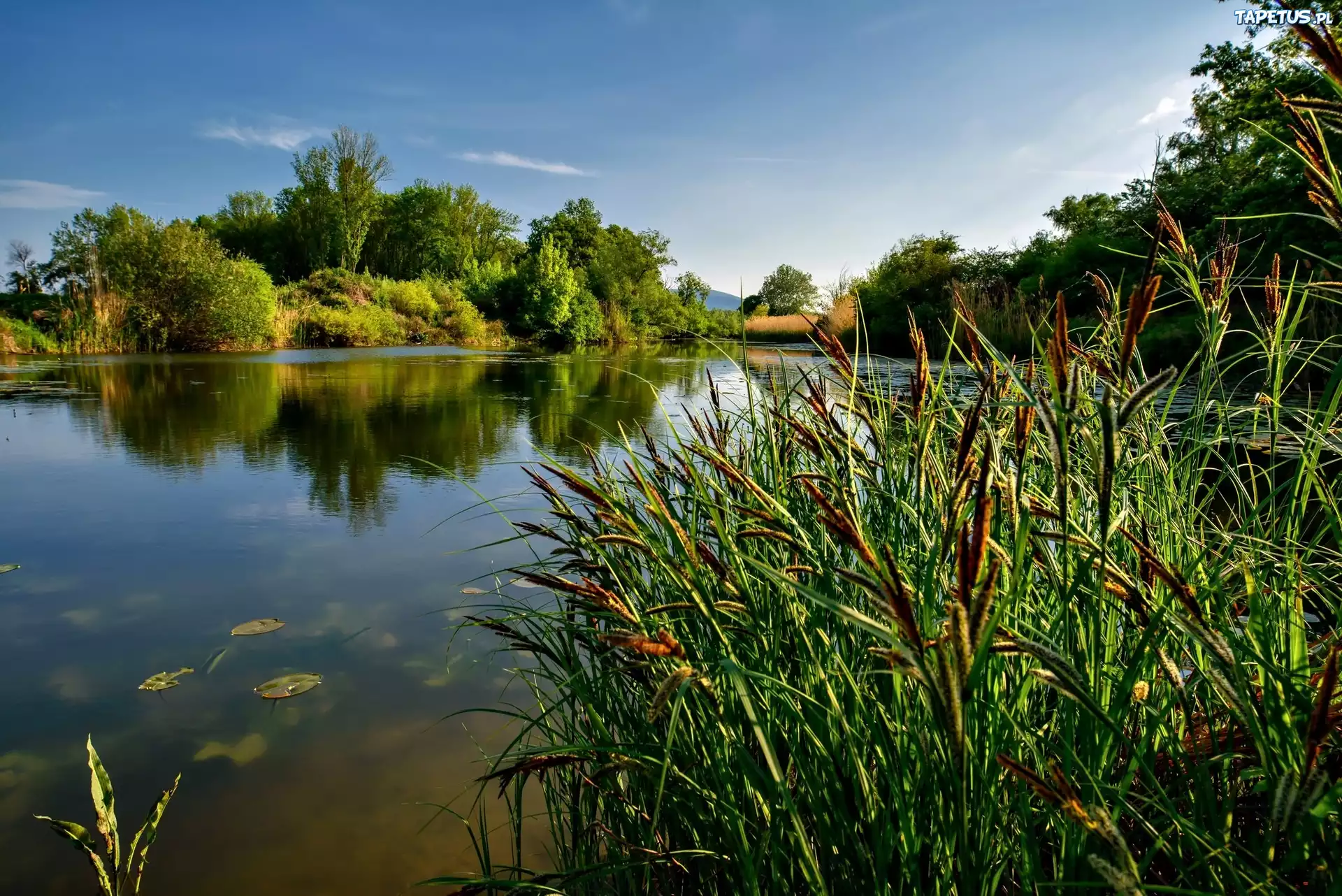 Jezioro, Trzcina, Lato