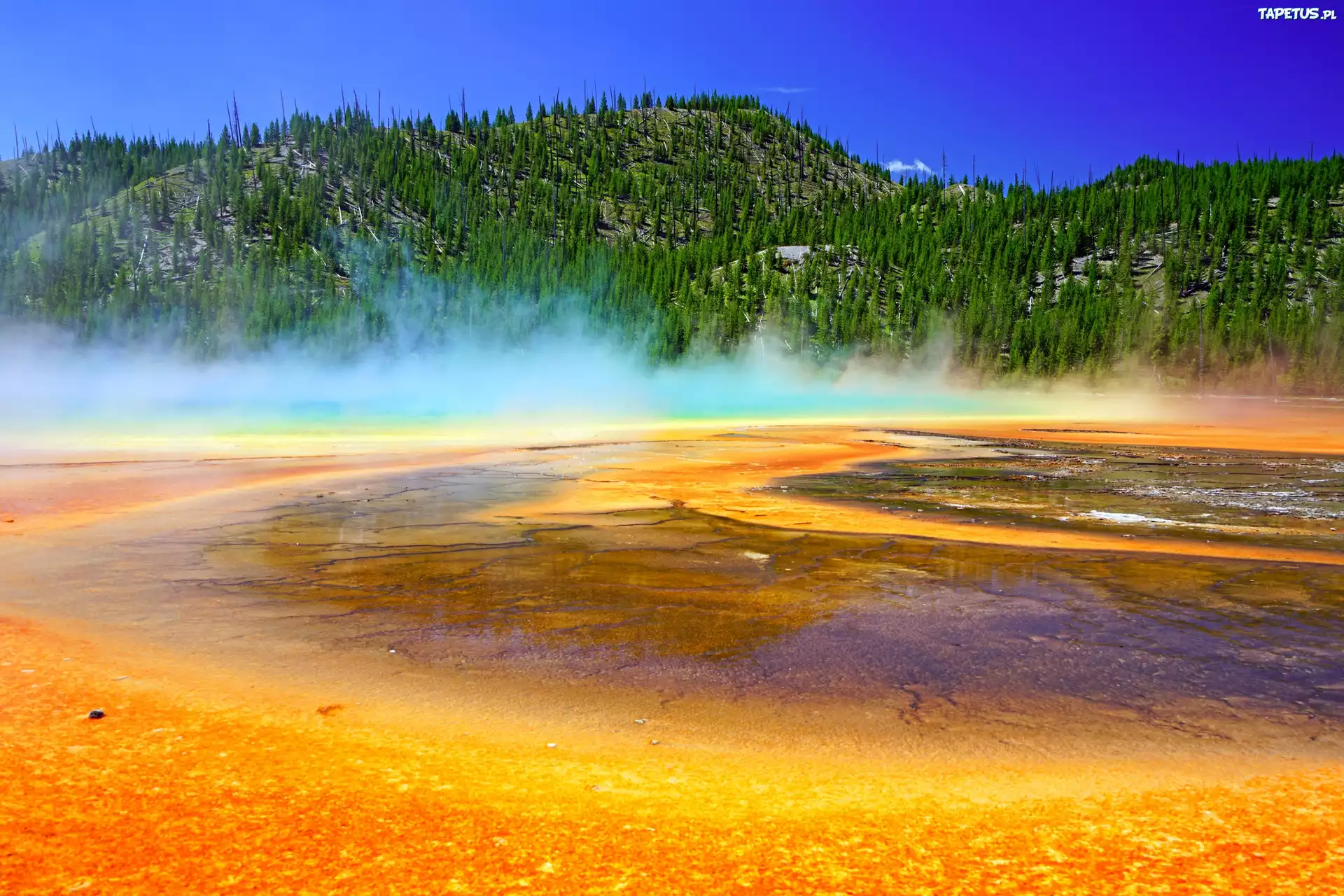 Stany Zjednoczone, Park Narodowy Yellowstone, Gorące źródło, Opary, Las, Wzgórze