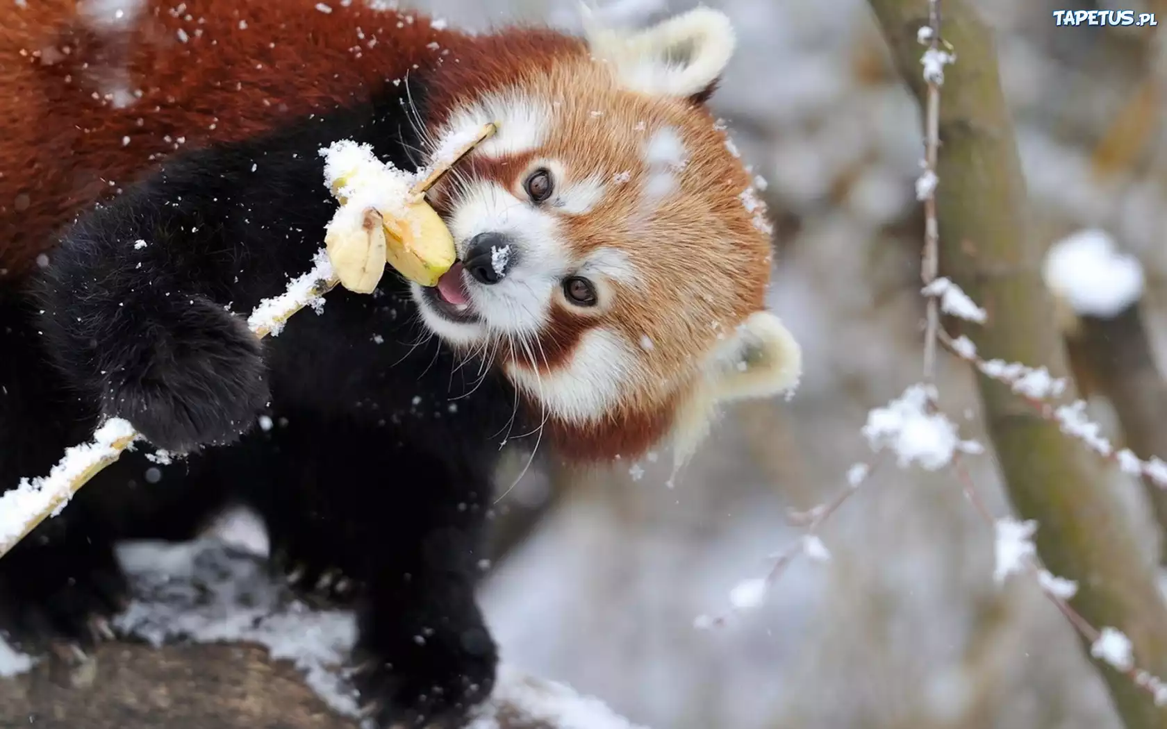 Czerwona, Panda, Jabłka, Śnieg