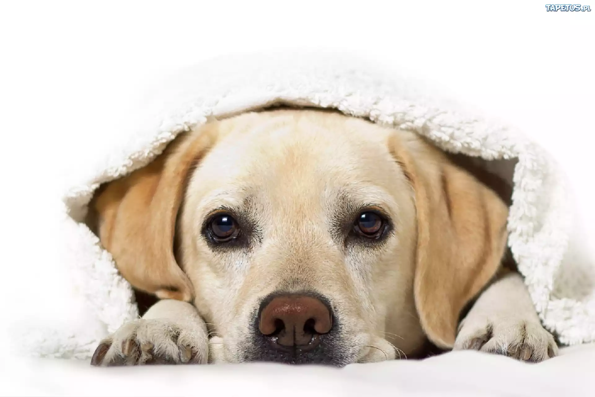 Labrador