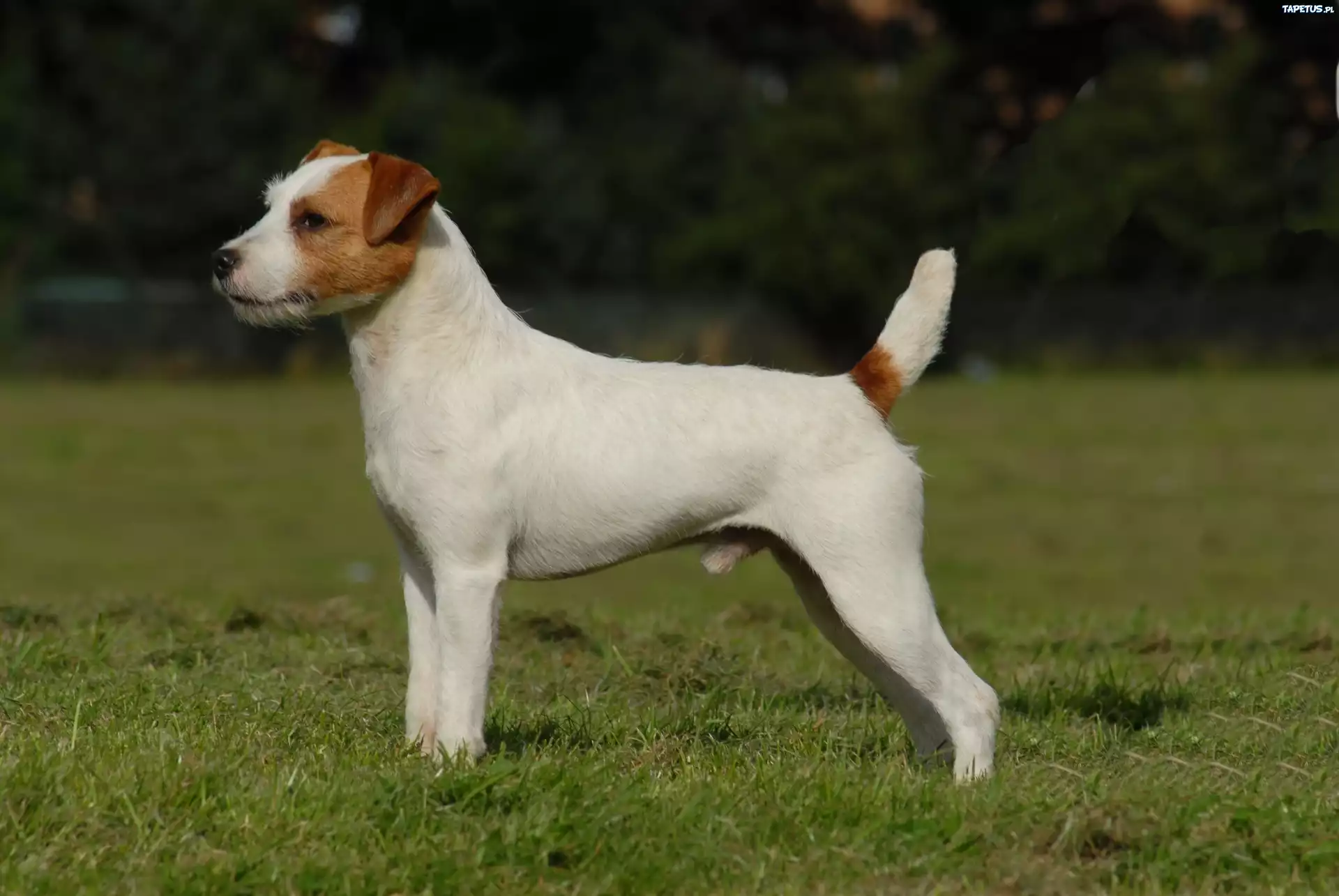 Parson Russell Terrier, trawa