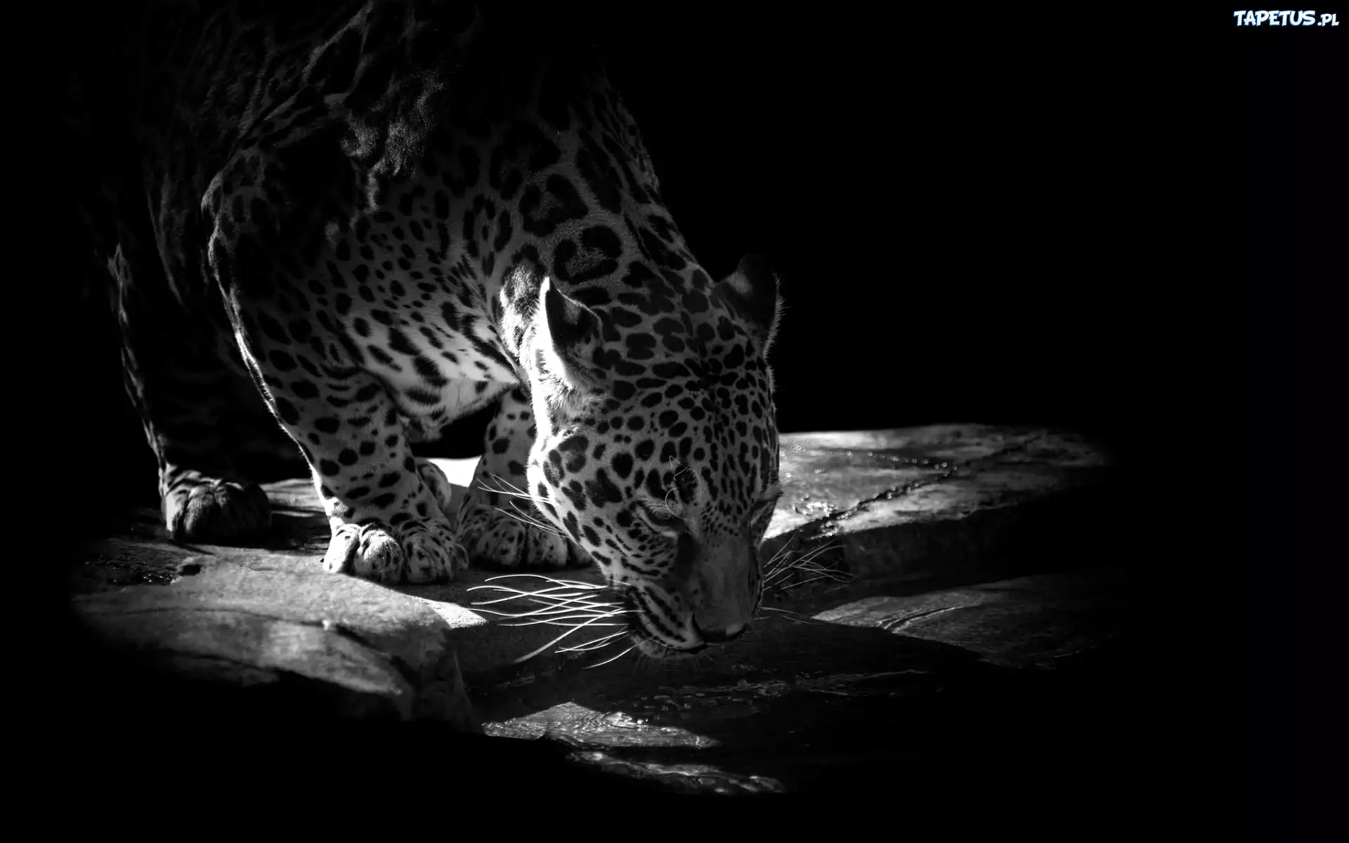 Jaguar, Czarno-Białe