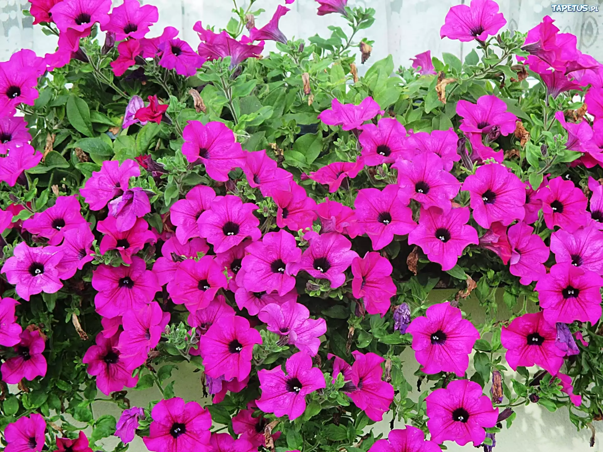 Petunia różowa