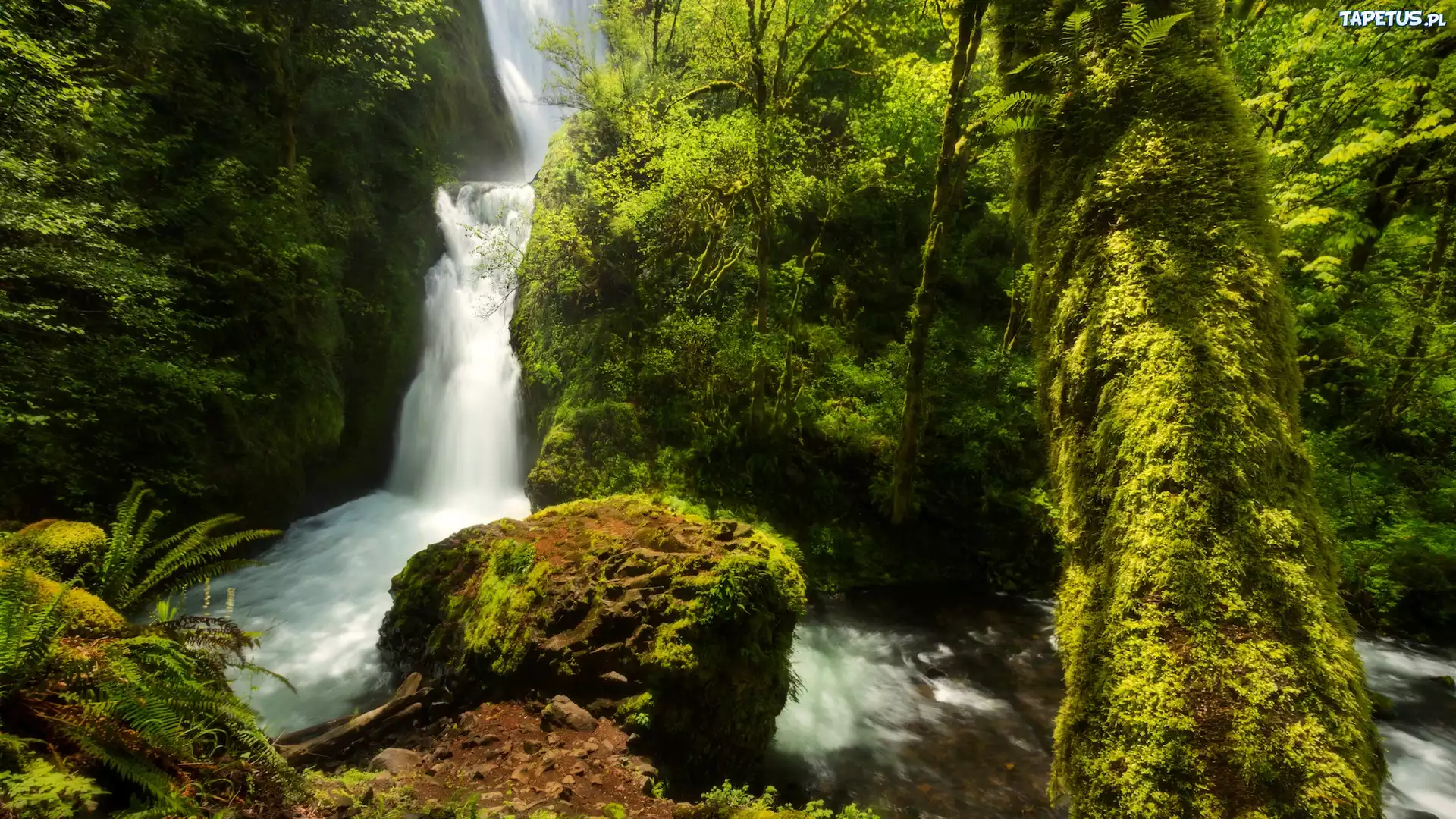 природа водопад лес трава деревья nature waterfall forest grass trees без смс