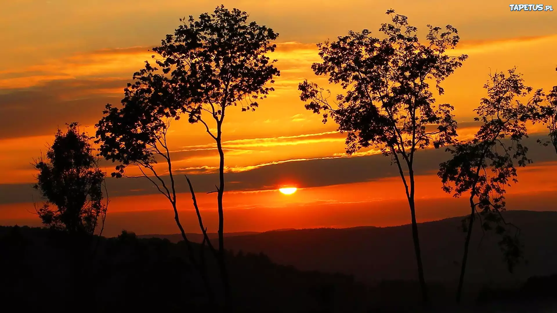 дерево солнце закат tree the sun sunset без смс