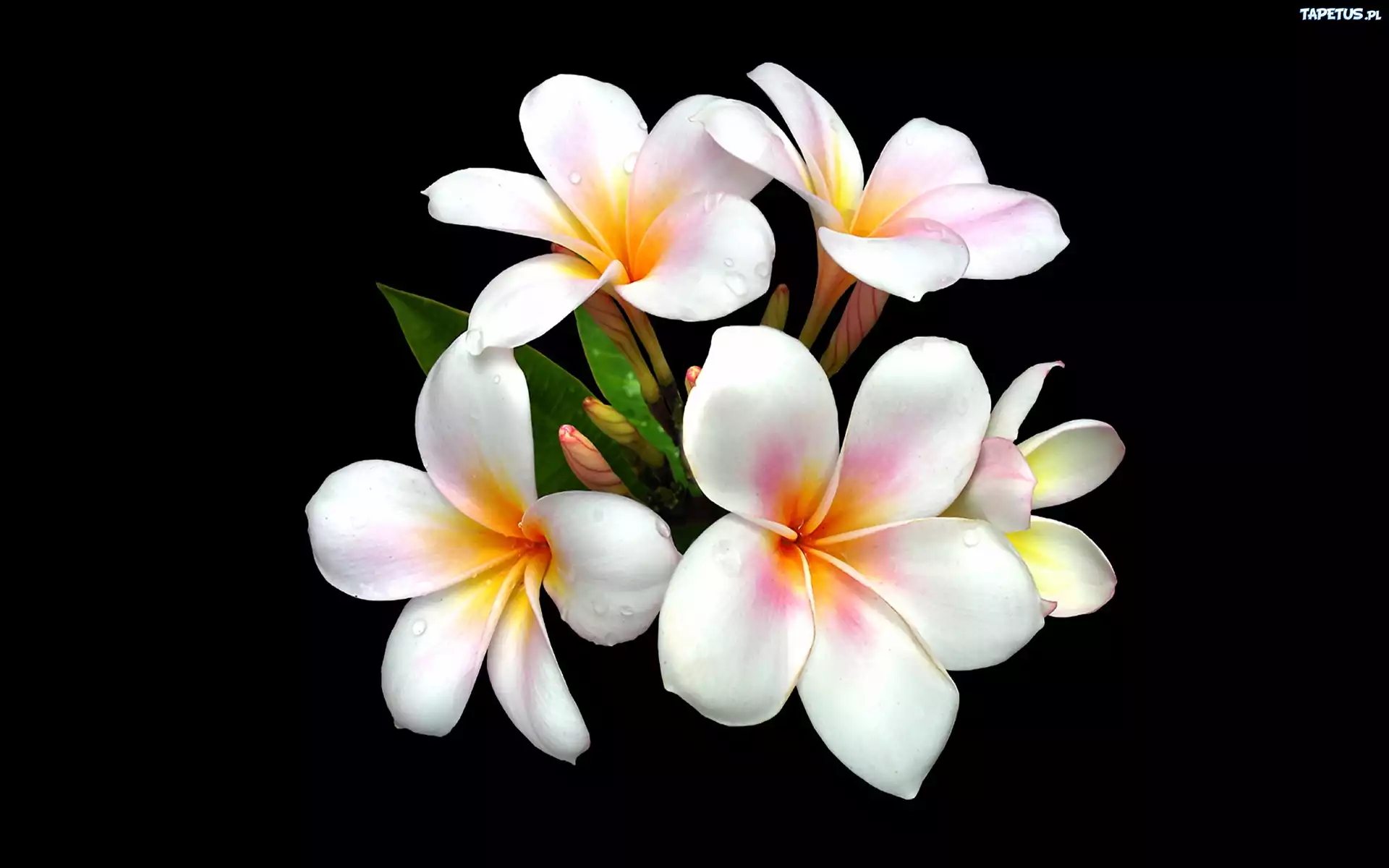 Kwiaty, Plumeria, Biała