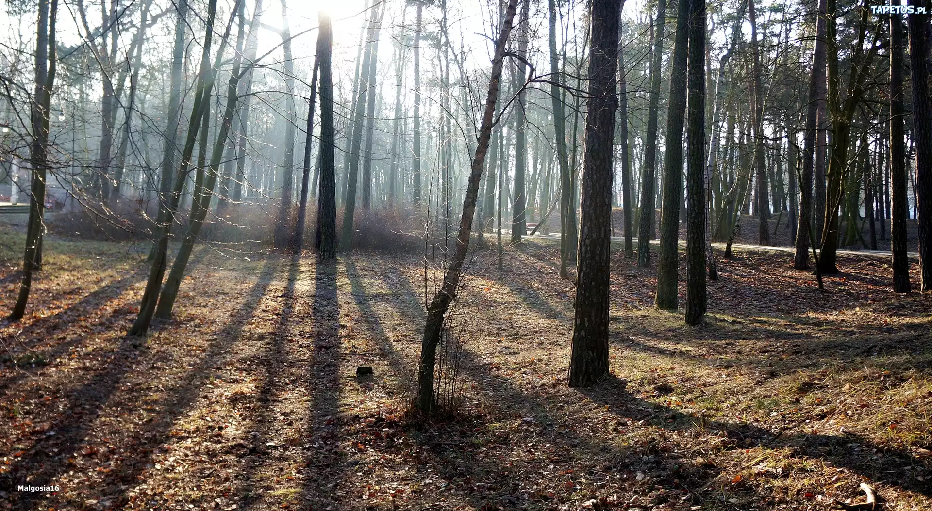 Drzewa, Park, Przebijające Światło