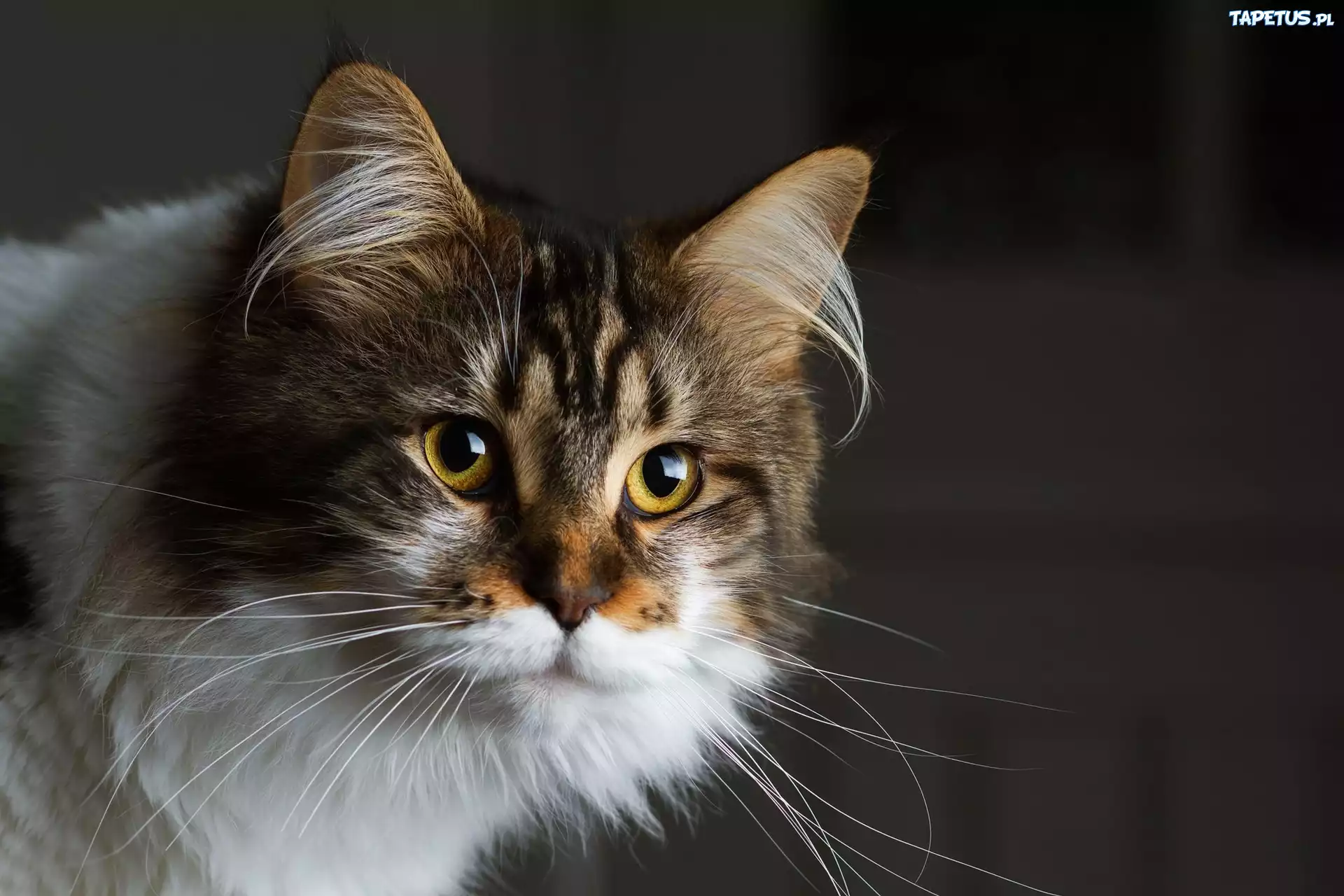 Kot, Piękny, Maine coon