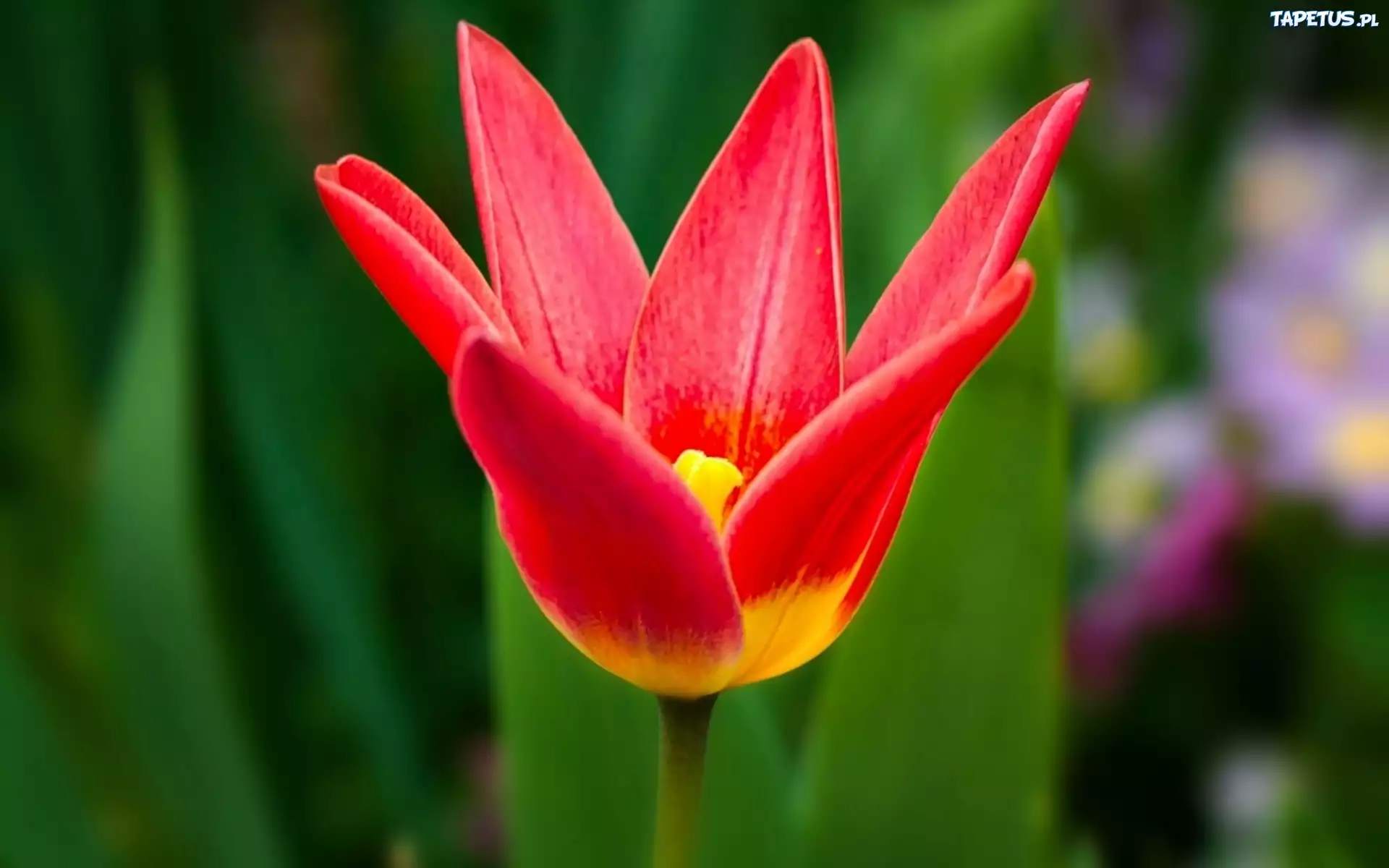 Tulipan, Czerwony