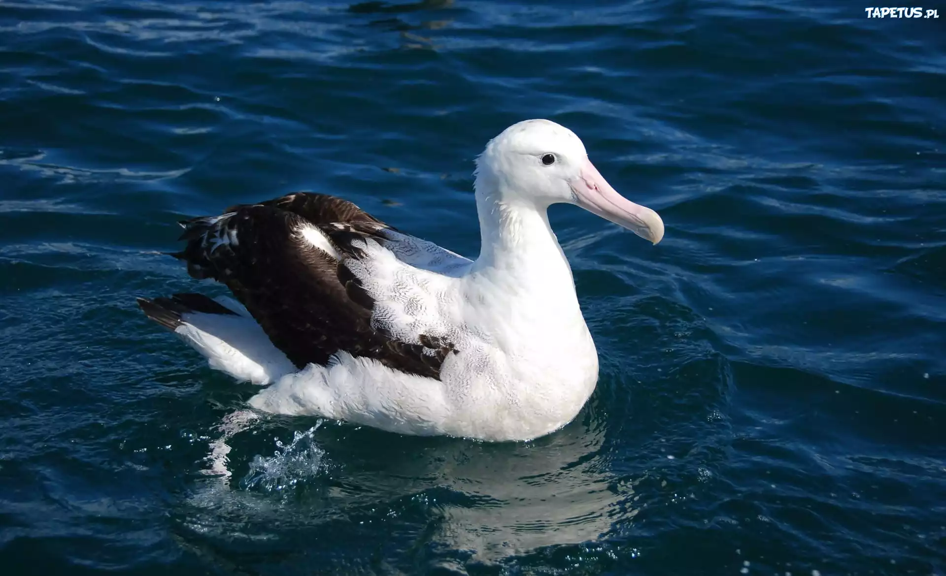 Albatros, Ocean