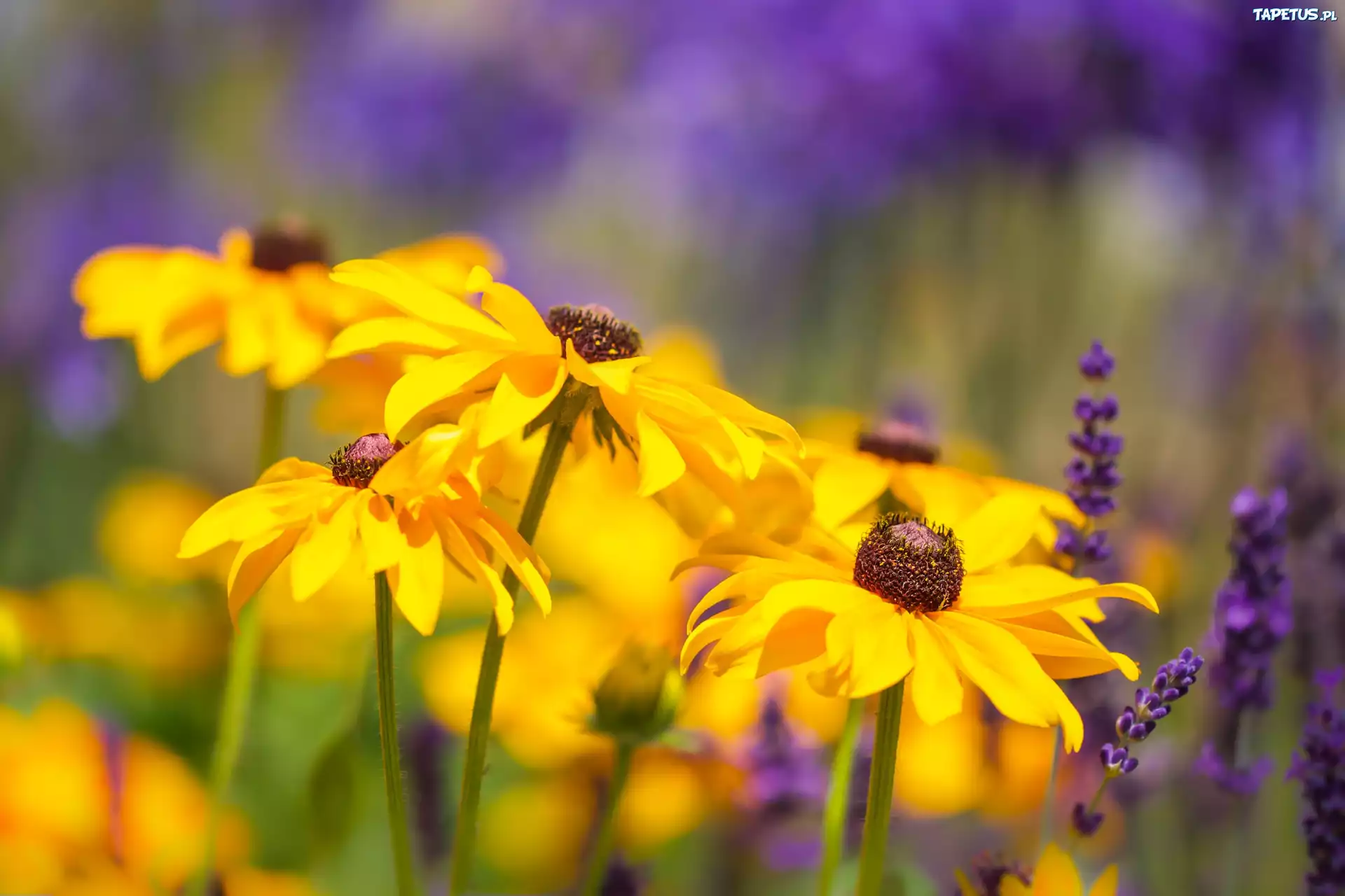 Kwiaty, Rudbekia, Zbliżenie
