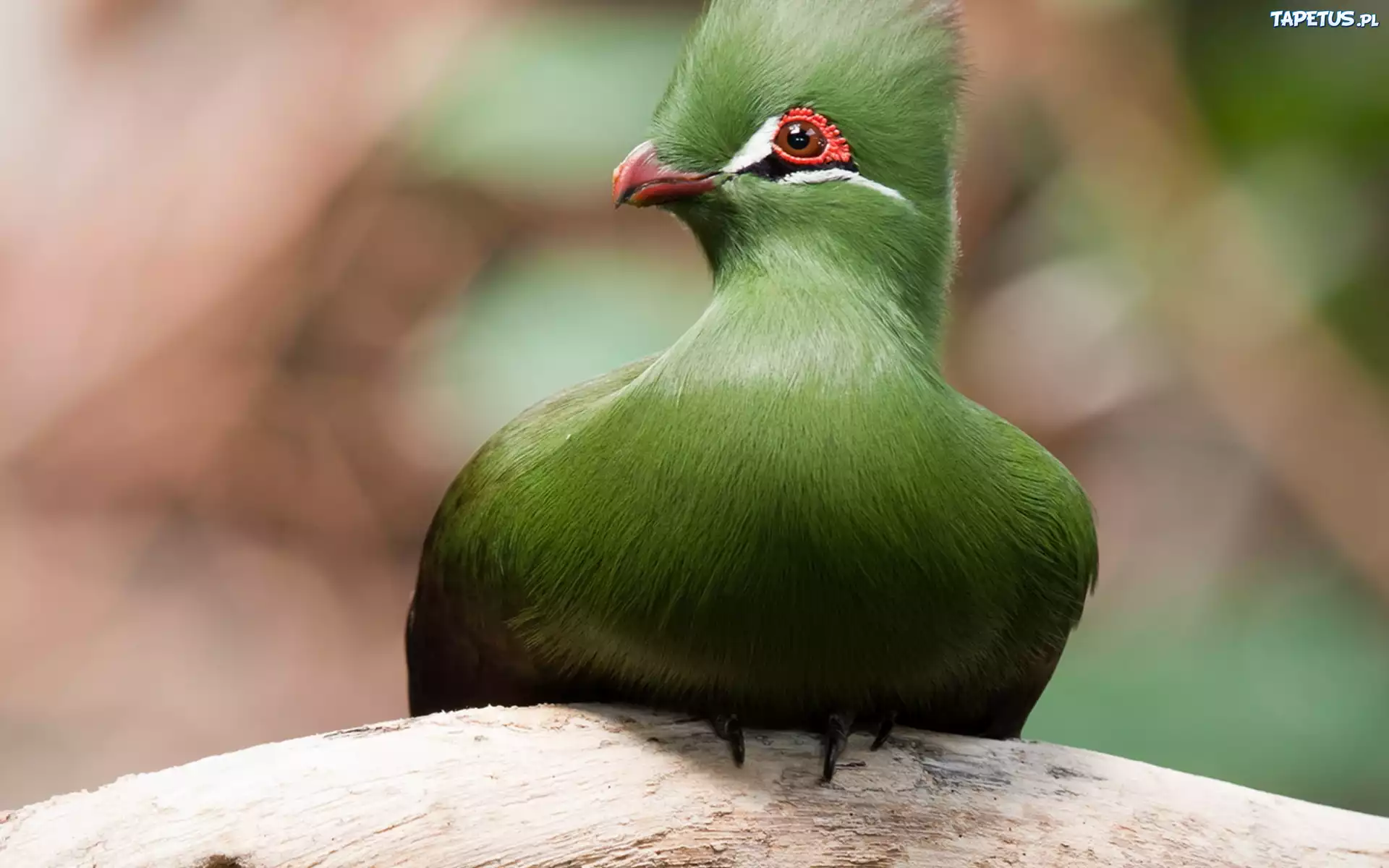 Zielony, Ptak, Turaco