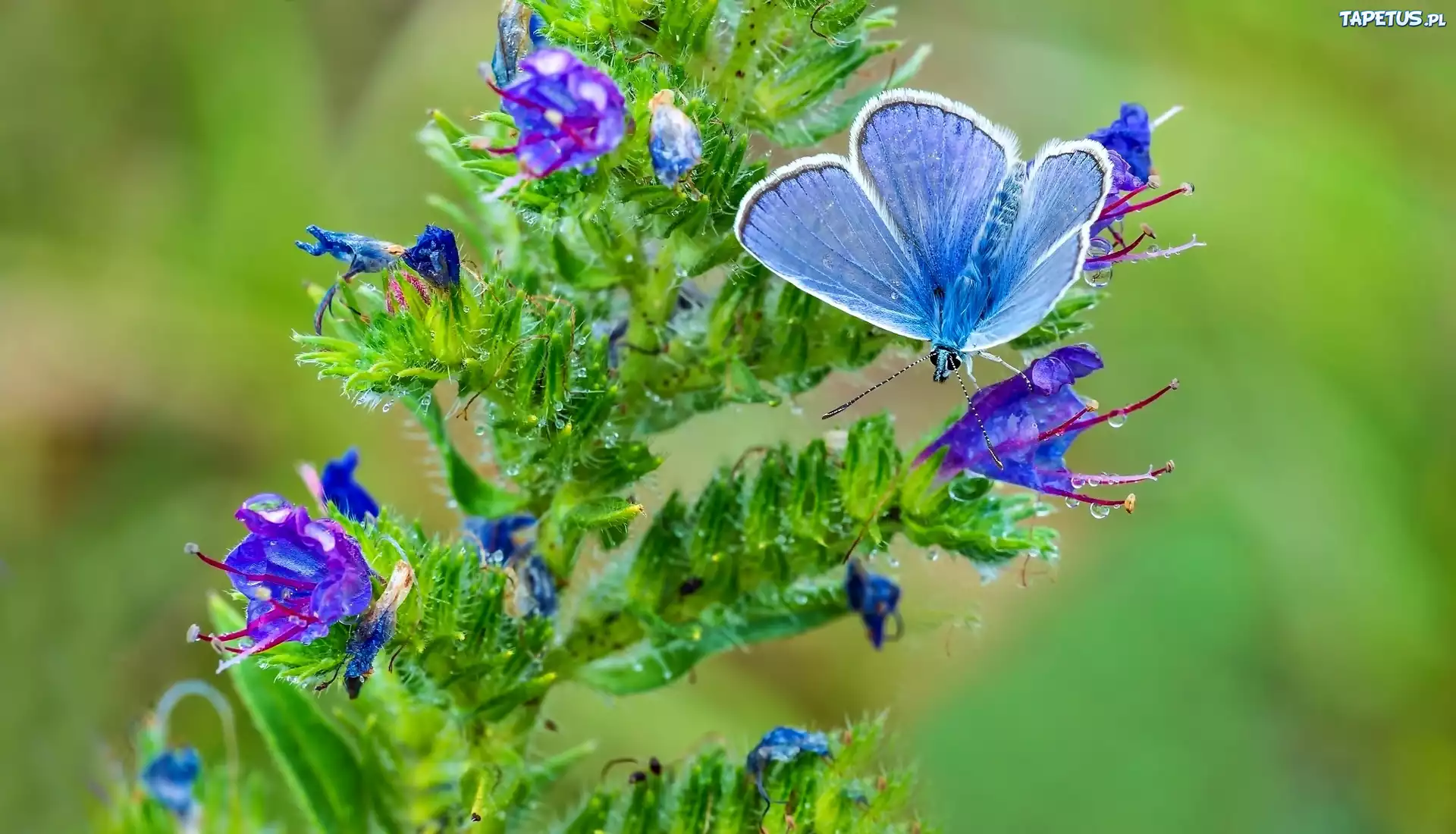Błękitny, Motyl, Kwitnąca, Roślina