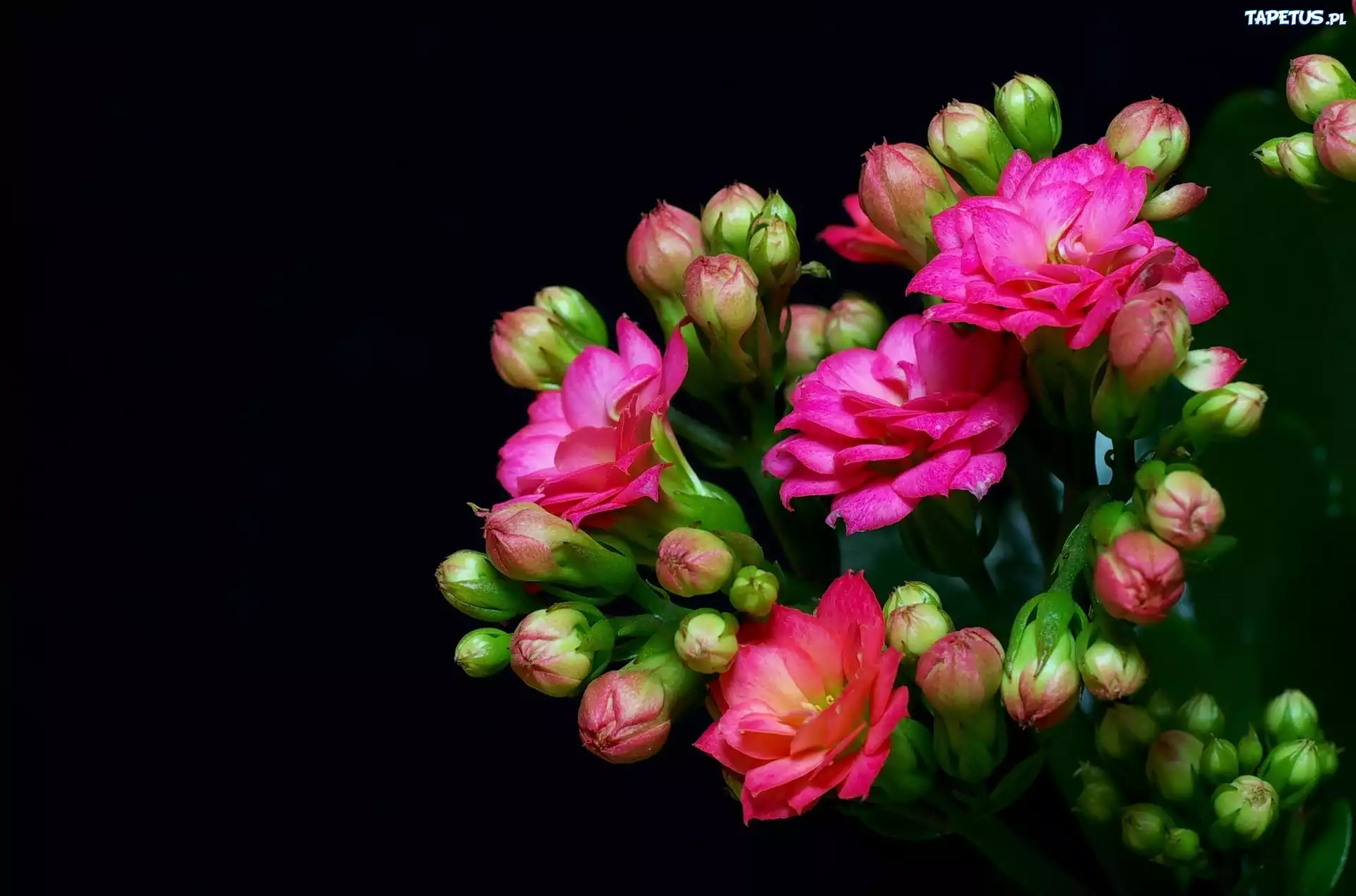 Kwiaty, Kalanchoe