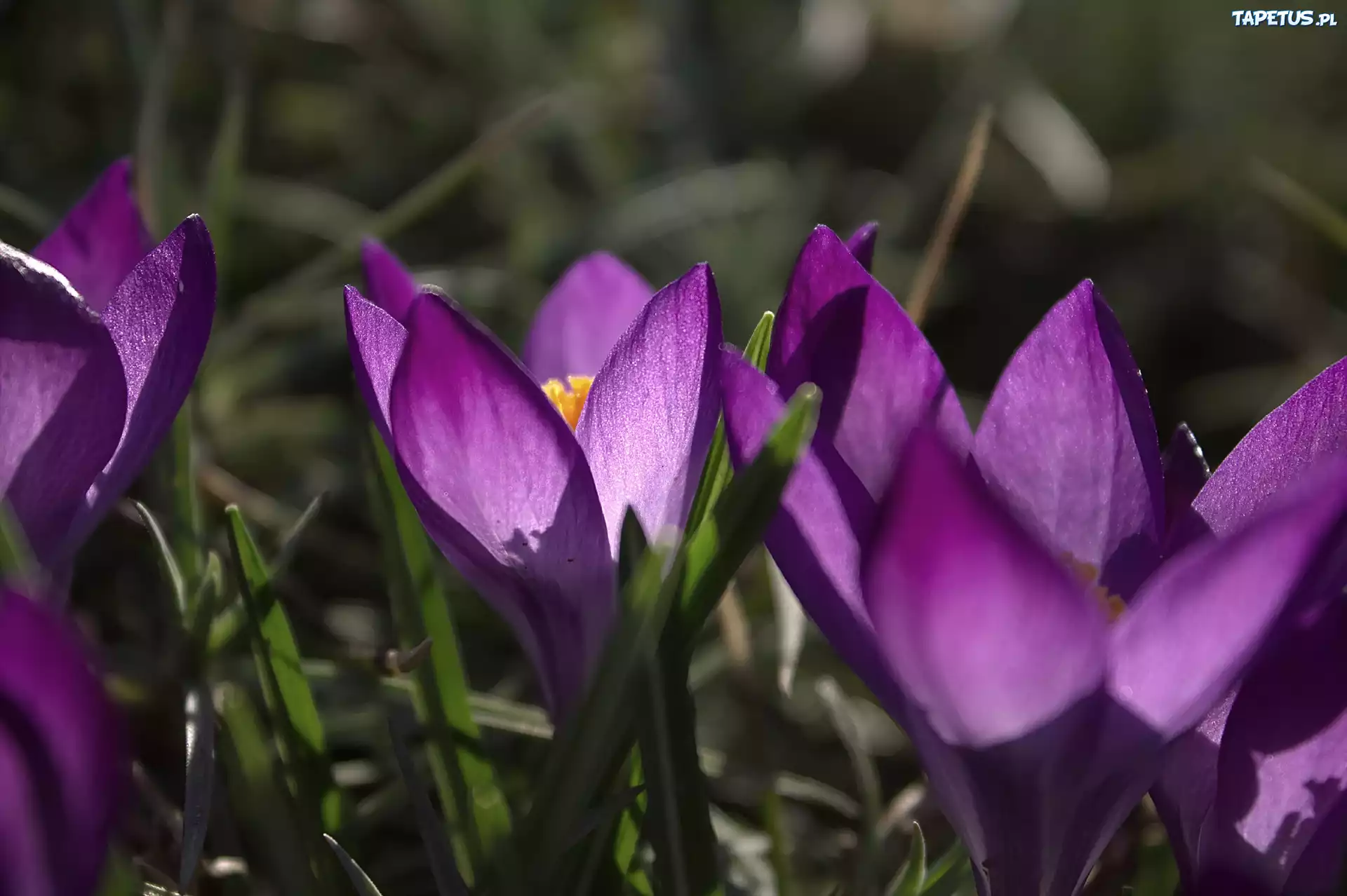 Krokus, Fioletowy