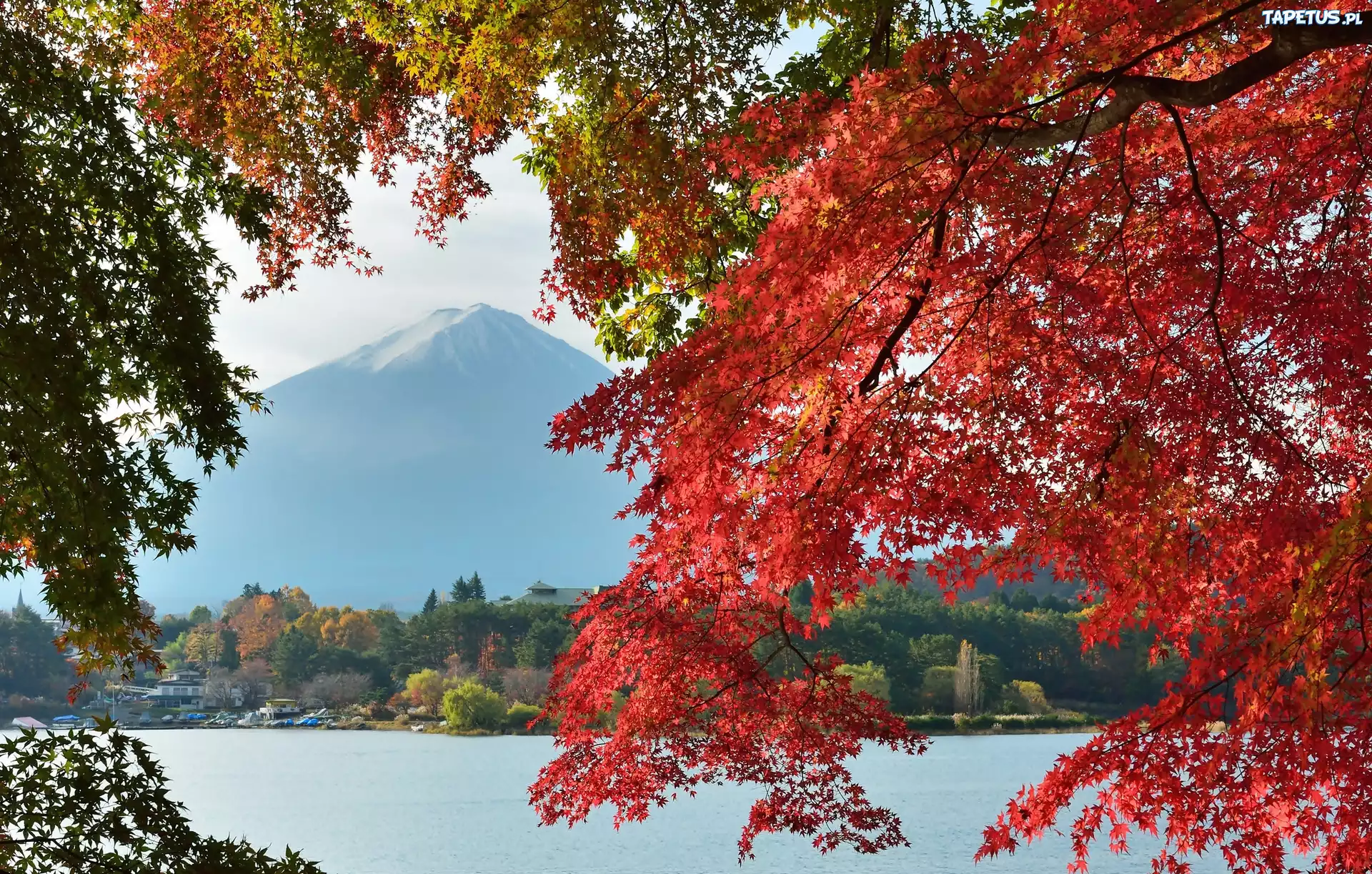 Góra, Fuji, Gałęzie, Japonia