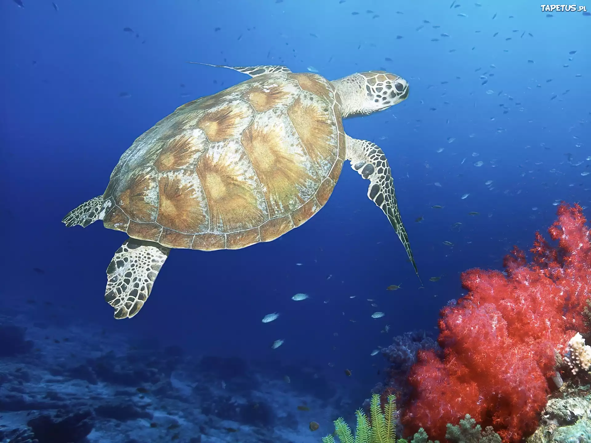 Морские черепахи жизнь. Черепаха бисса (Каретта). Черноморские черепахи морские. Черепаха океаническая. Морская черепаха и Черепашата.
