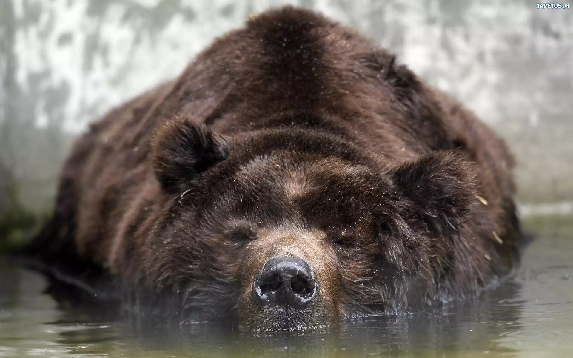 Grizzly, Woda
