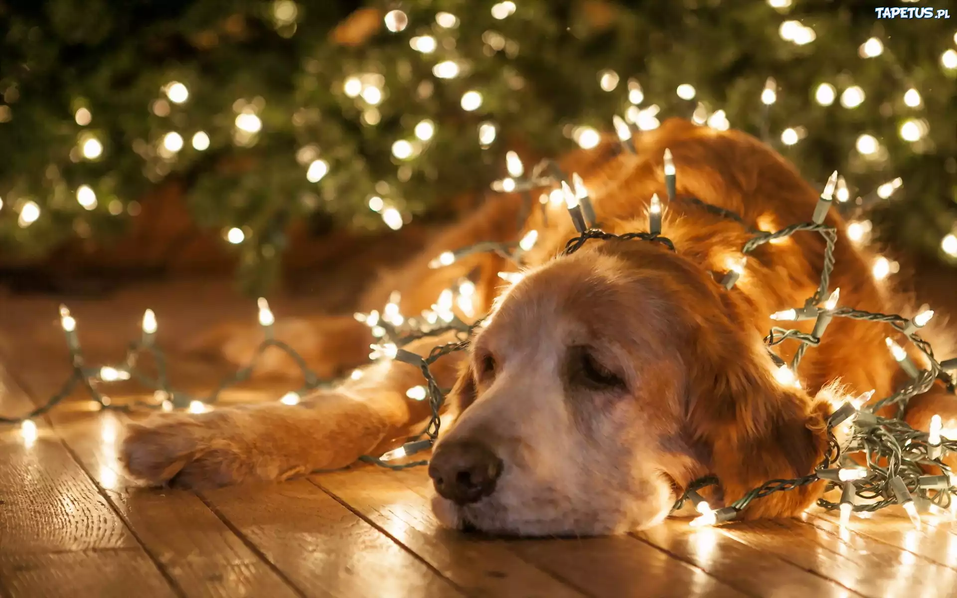 Golden, Retriever, Lampki, Choinkowe