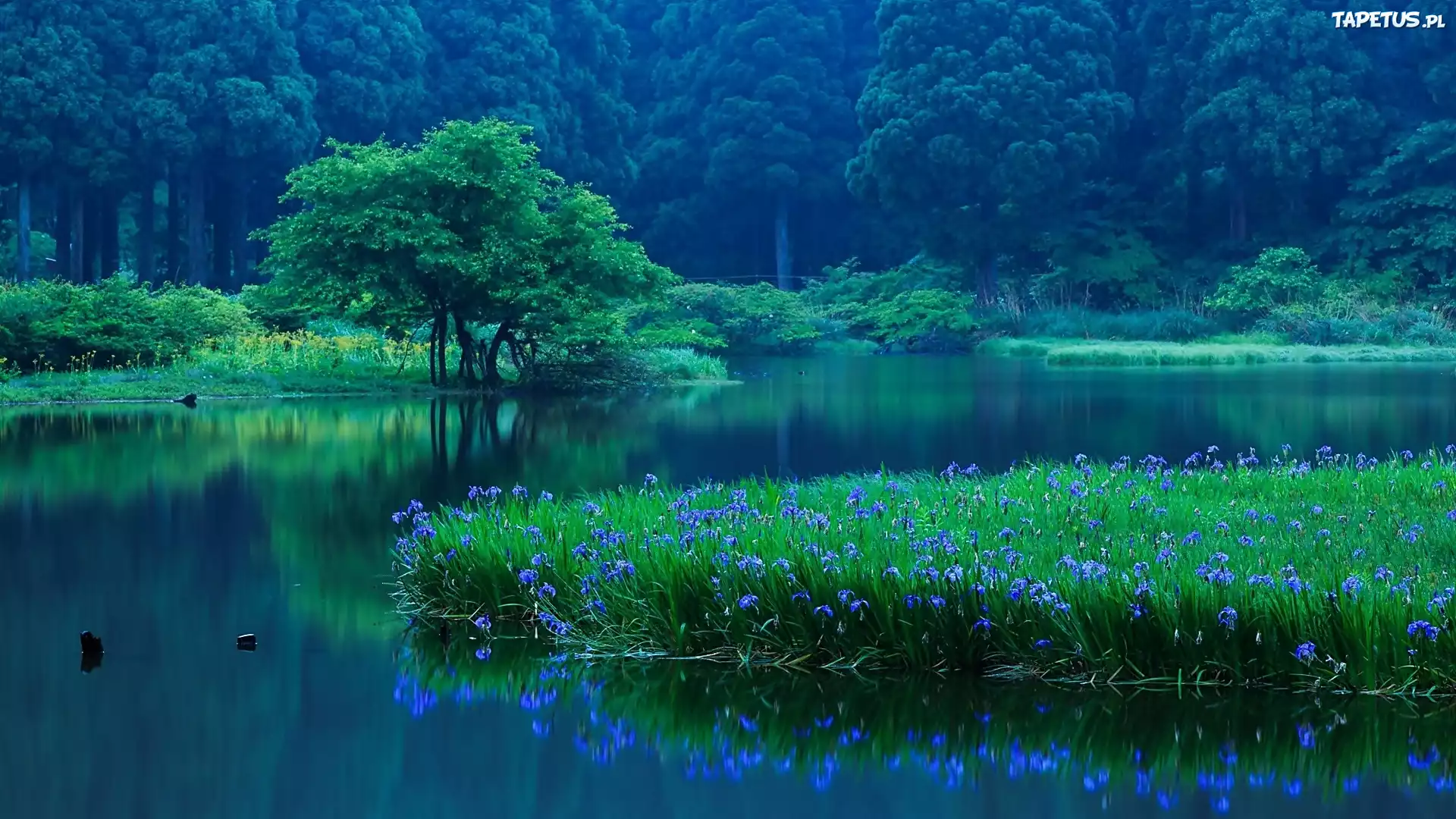 Jezioro, Las, Irysy
