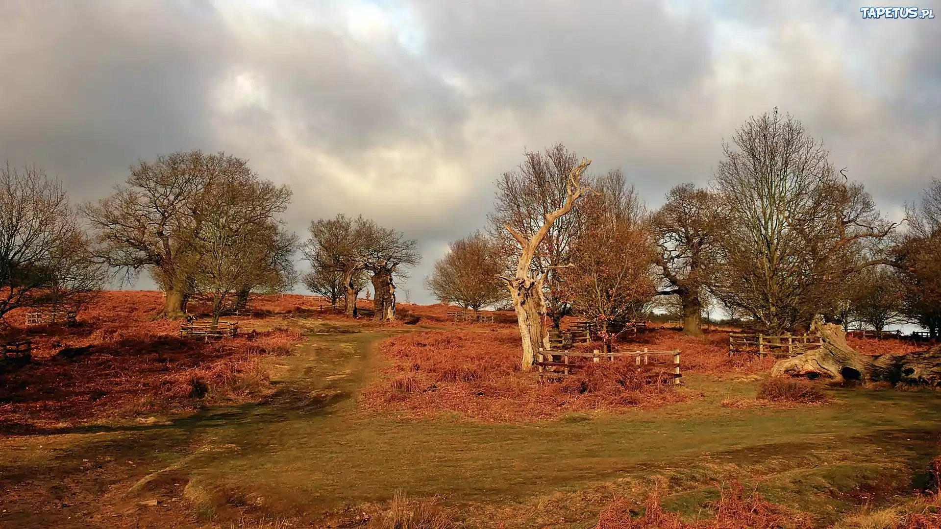 Leicestershire, Bradgate, Park