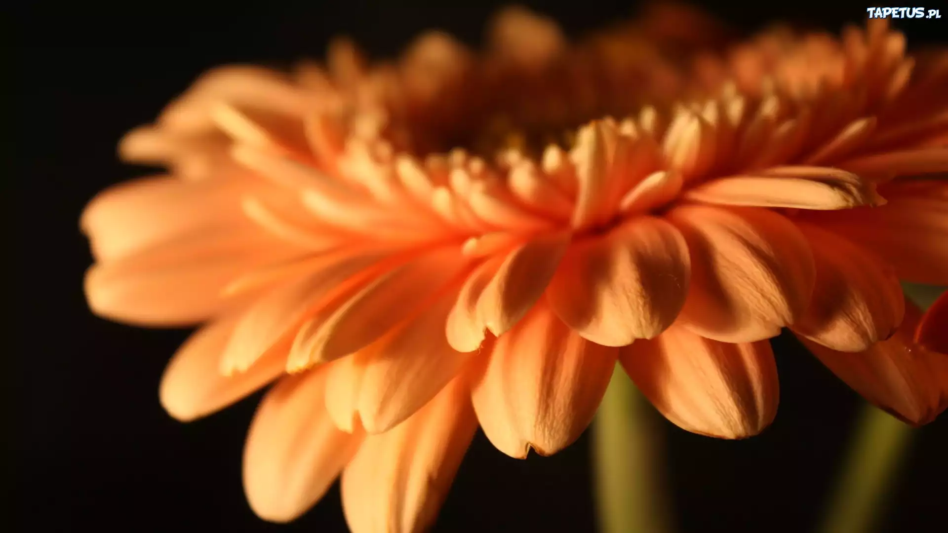 Gerbera