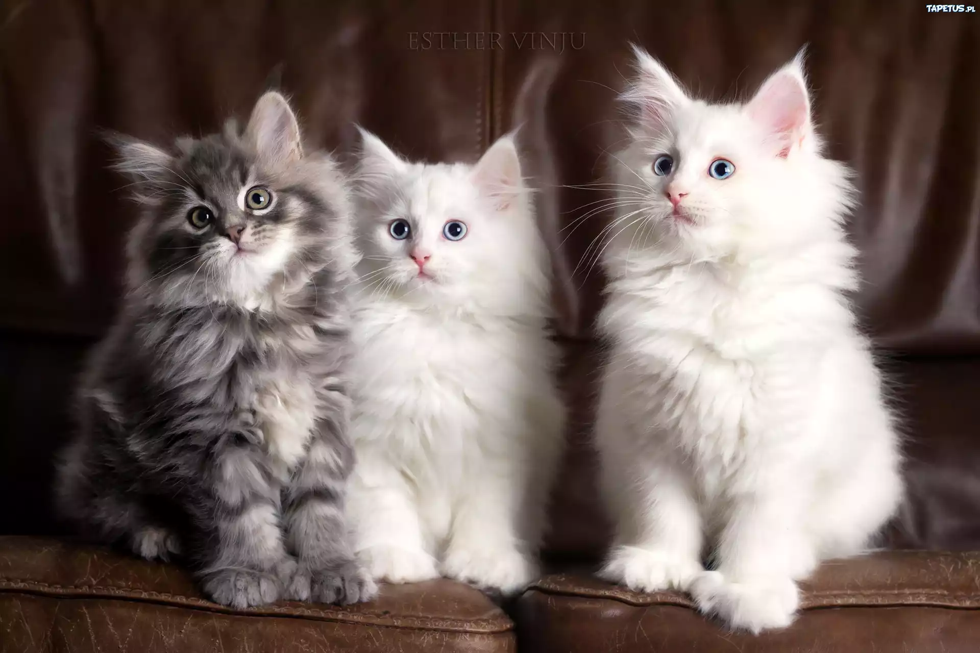 Trzy, Rasowe, Kotki, Maine coon